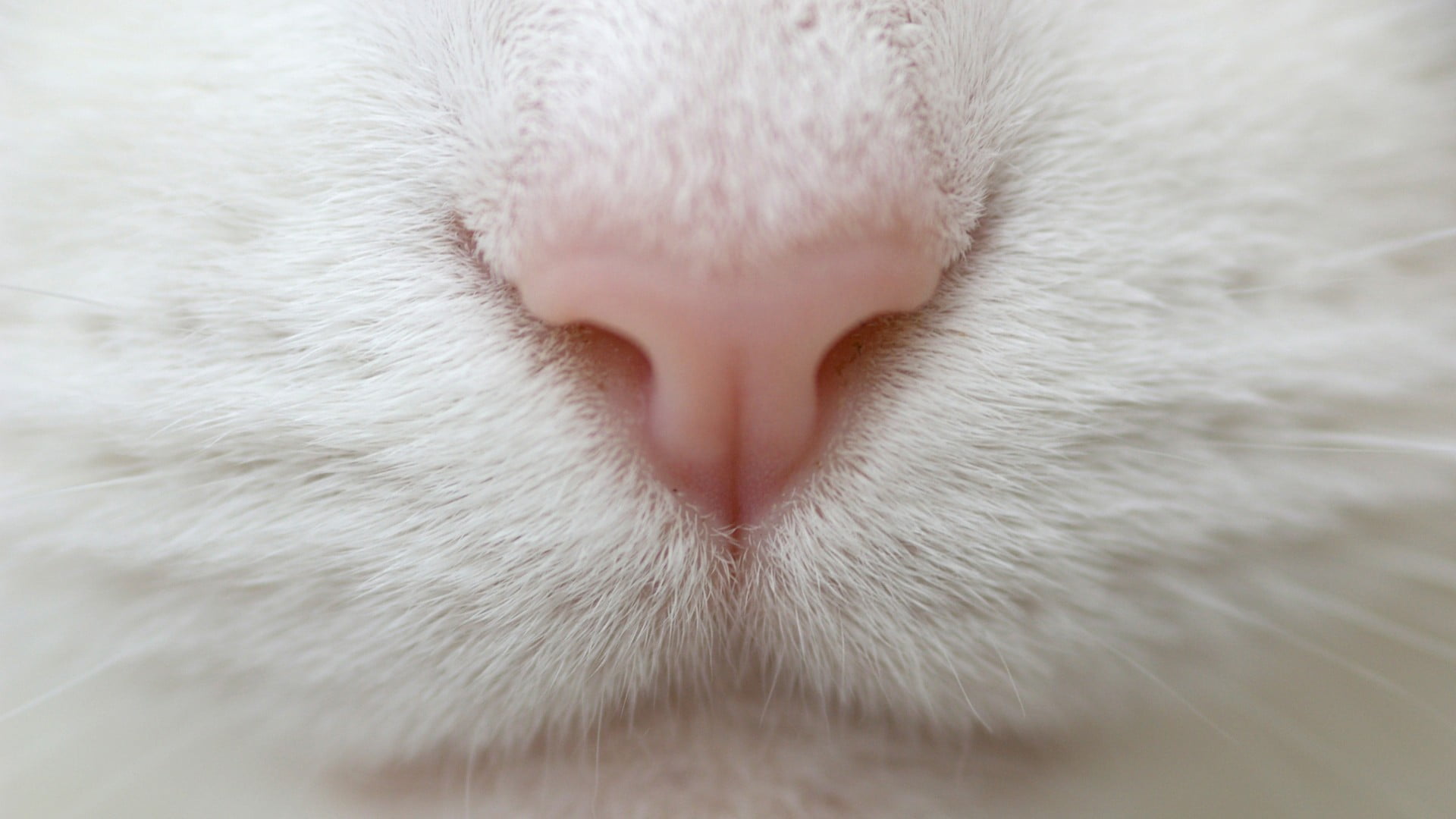 domestic animals, vertebrate, close-up, animal nose, whisker, animal head, domestic, mammal, fur, animal body part, one animal, no people, animal mouth, HD Wallpaper