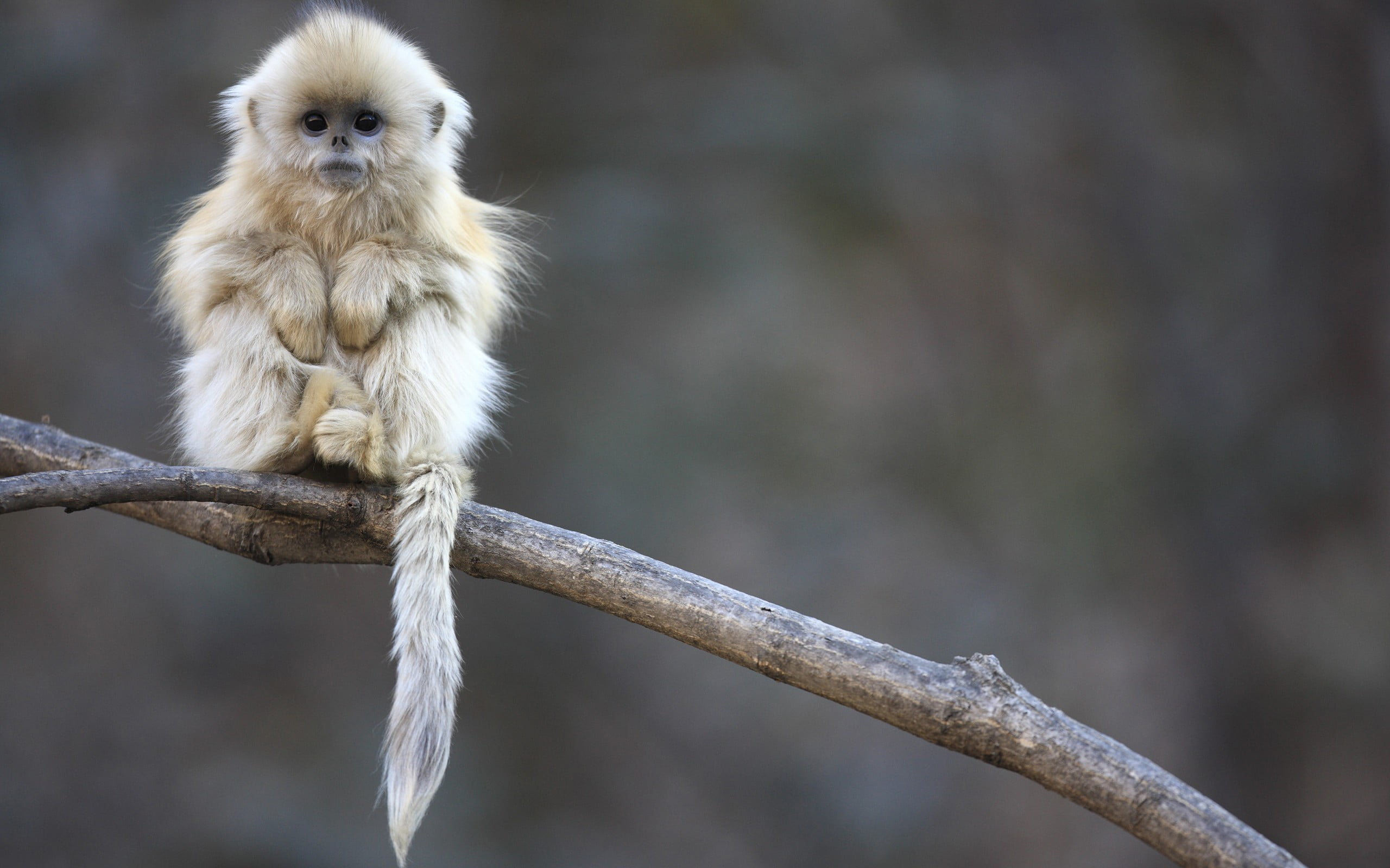 outdoors, mammal, sitting, 2K, full length, branch, animals, tree, animals in the wild, one animal, close-up, Golden Snub Nosed Monkey, focus on foreground, HD Wallpaper