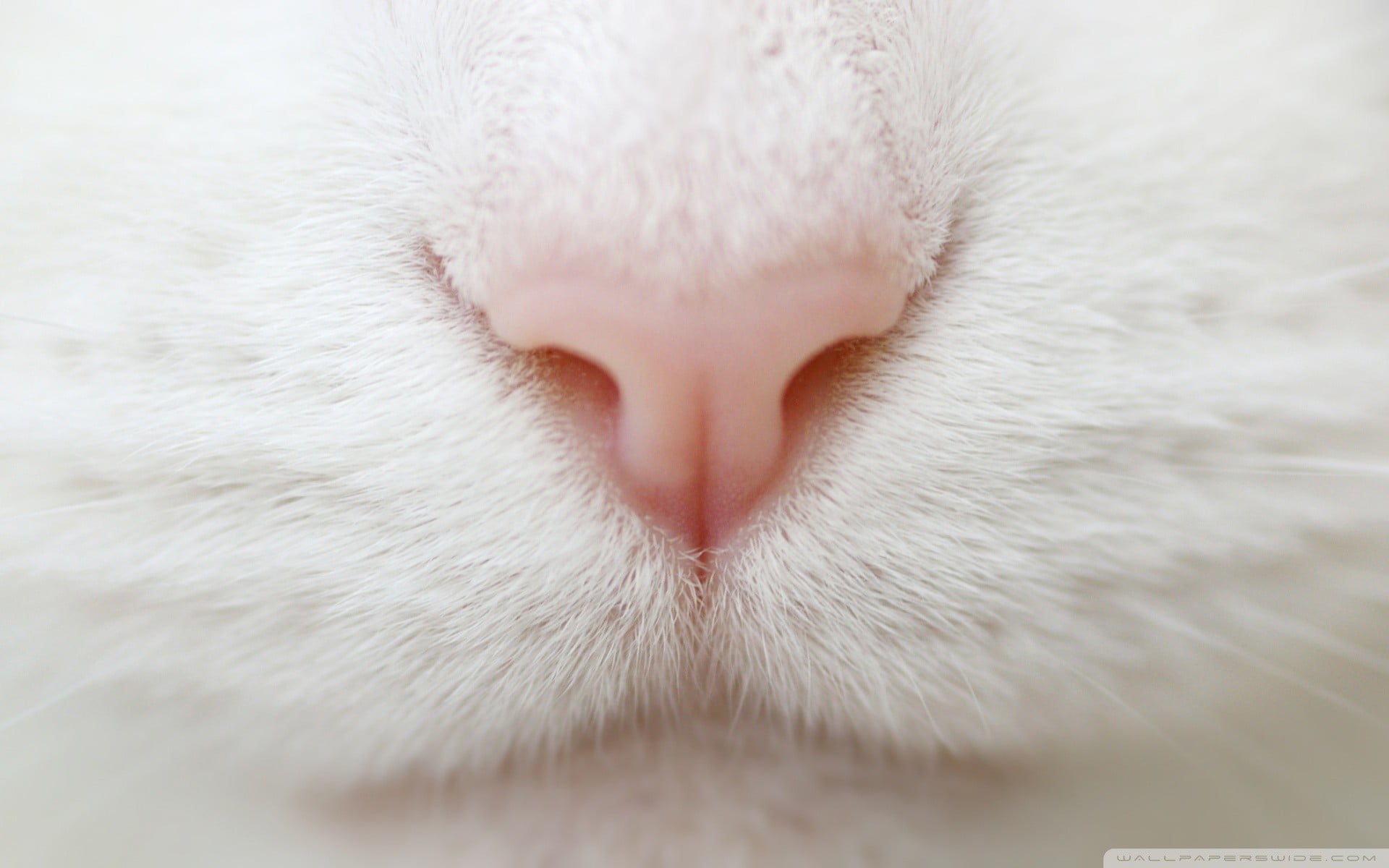 animal head, animal body part, 1080P, softness, eyes closed, domestic, animal themes, mammal, no people, animal, animal nose, one animal, feline, close-up, HD Wallpaper