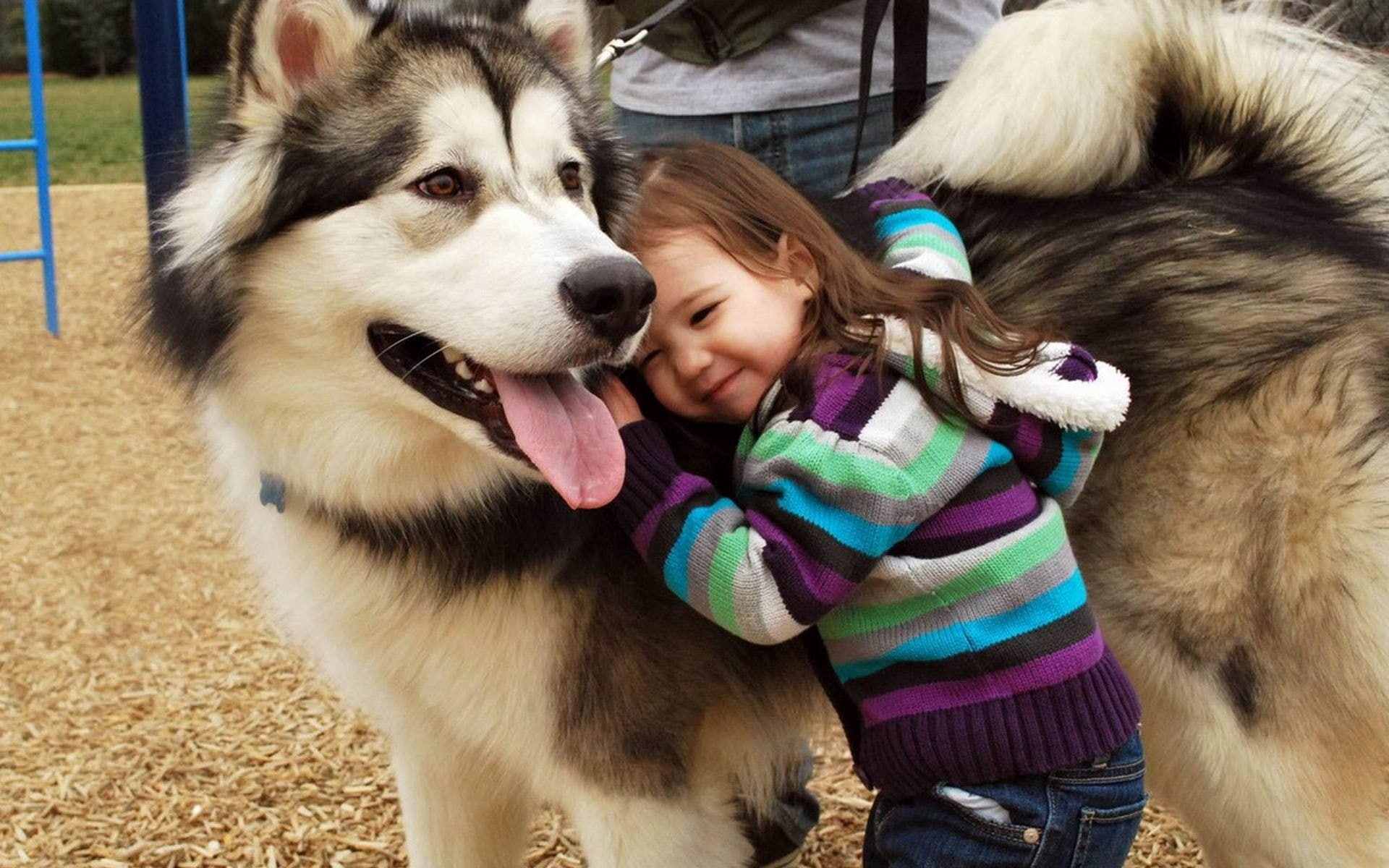 x, art, animals, 1080P, hd, malamute, children, alaskan, dogs, HD Wallpaper