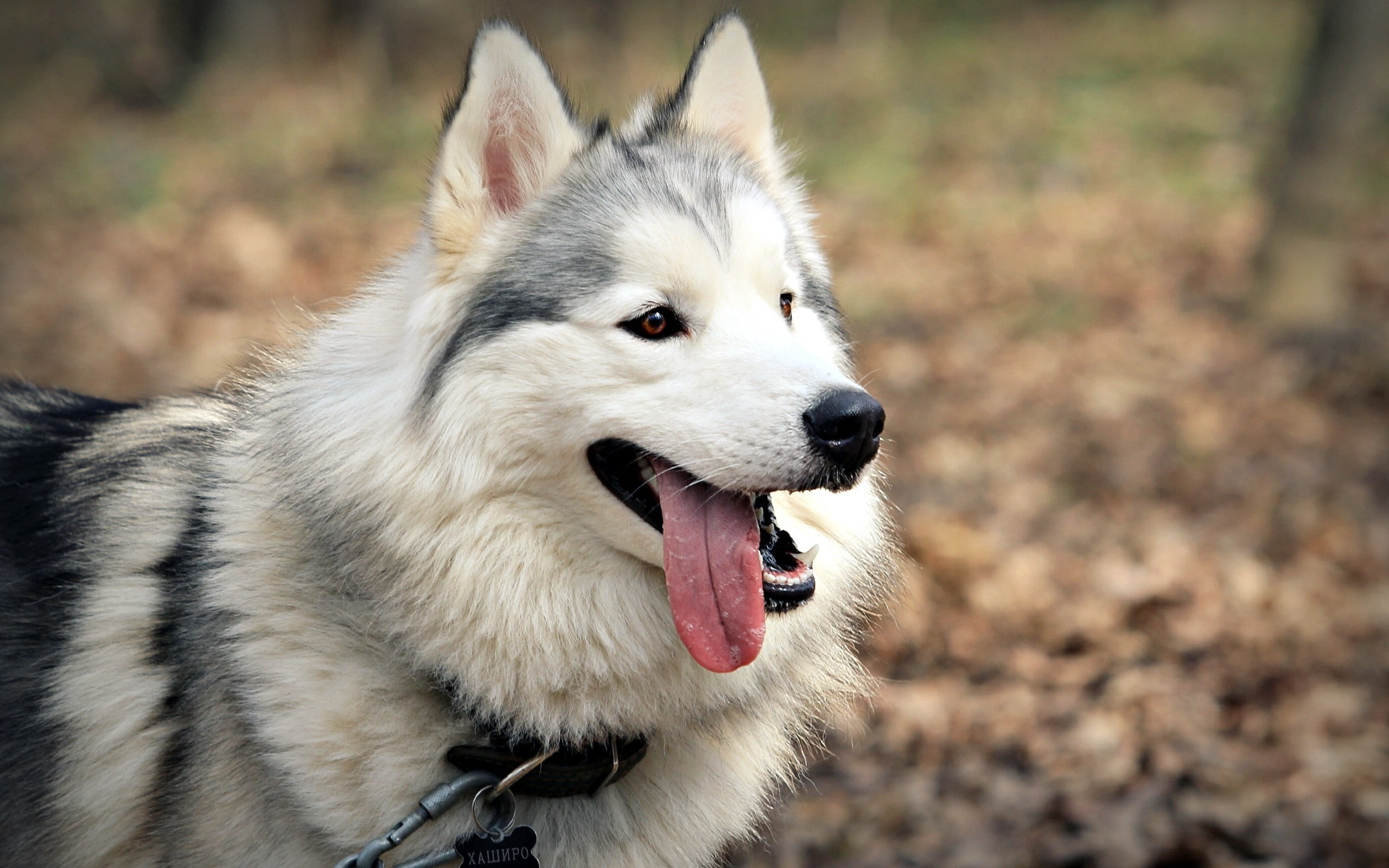malamute, dog, mouth open, day, animal Tongue, domestic, domestic Animals, looking away, sled Dog, muzzle, mammal, animal mouth, one Animal, cute, beauty In Nature, HD Wallpaper