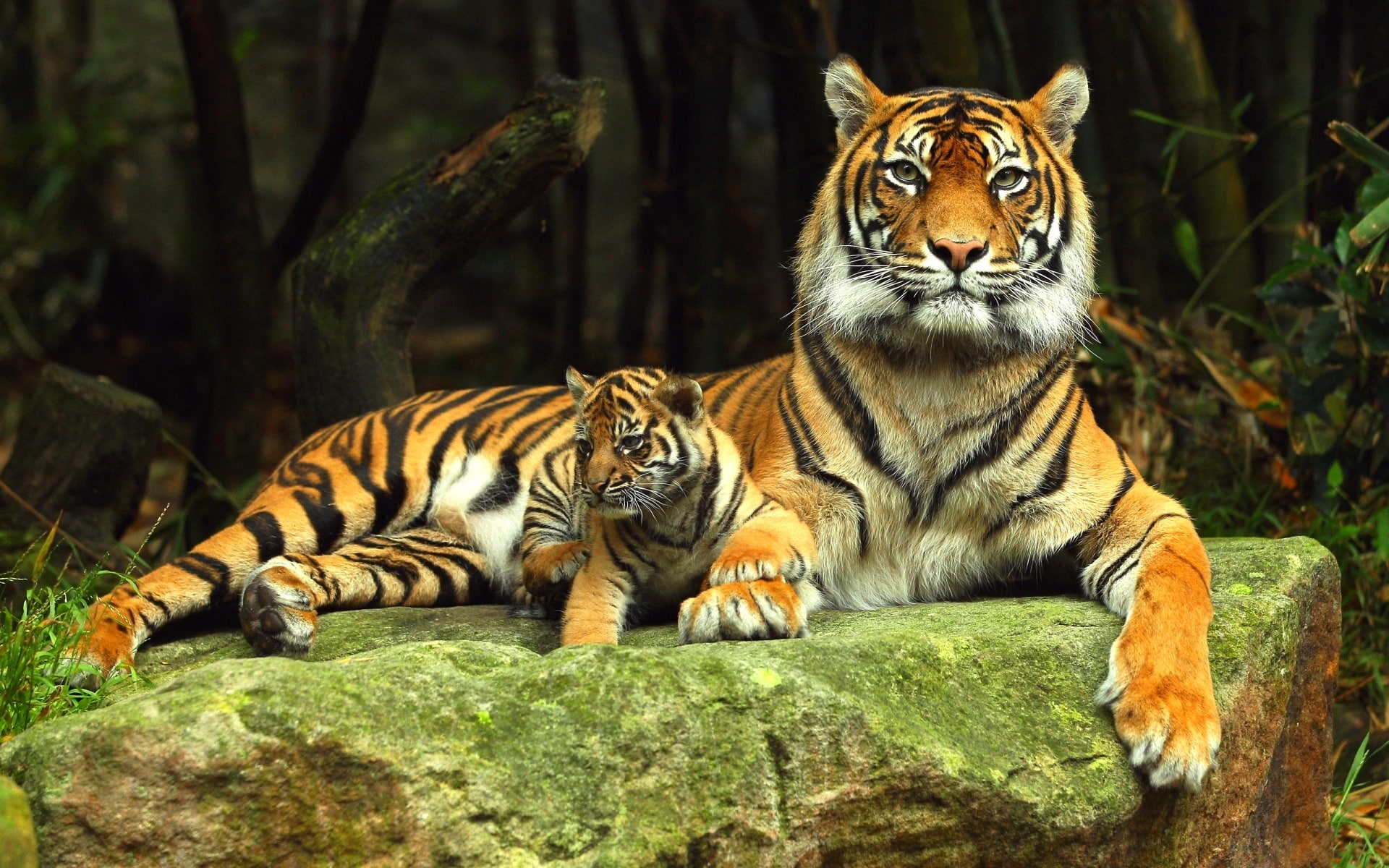hd, siberian, animals, cub, mom, mother, art, 1080P, amp, Tigers, cats, HD Wallpaper