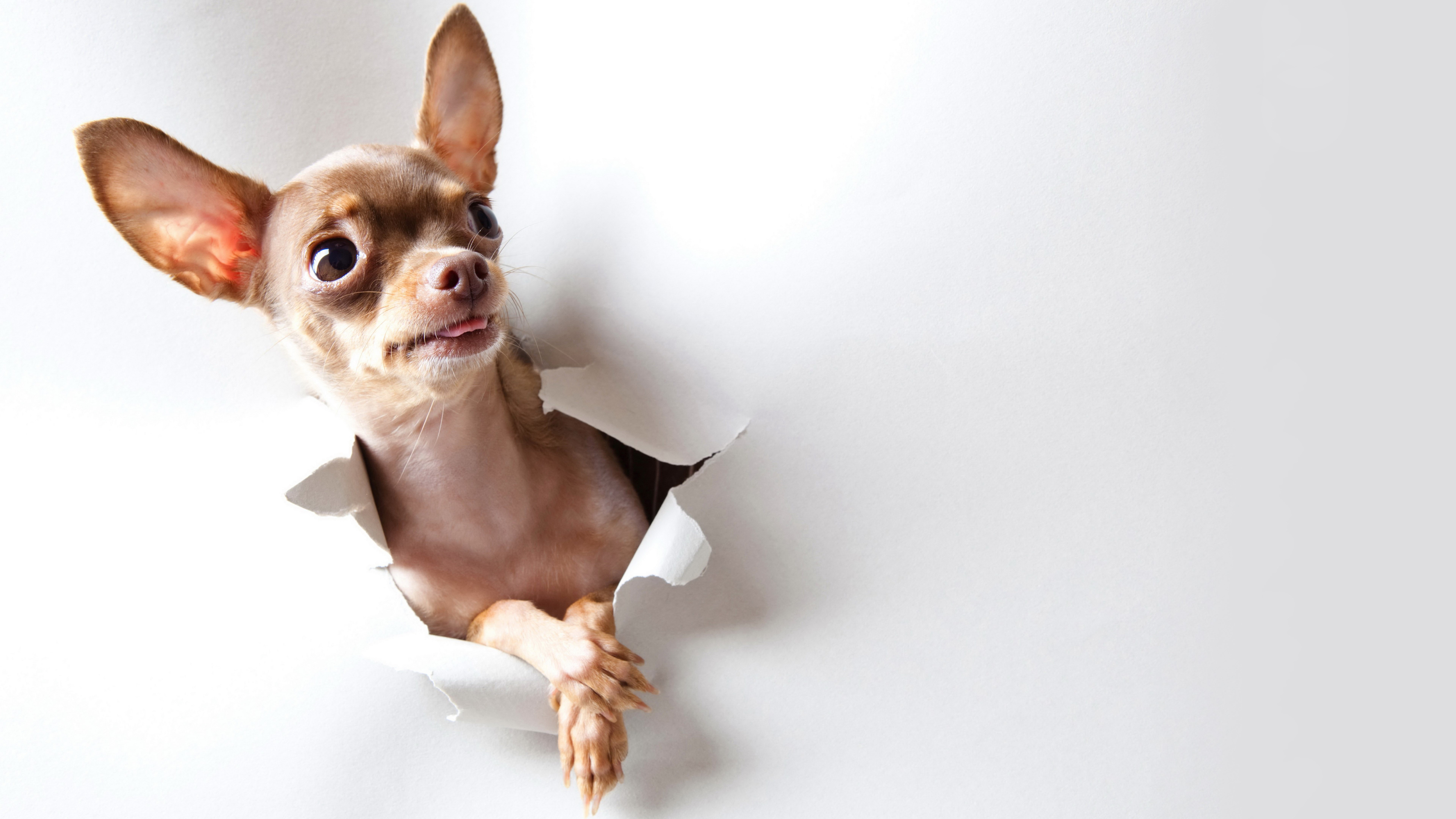 no people, portrait, indoors, one animal, small, fun, animal body part, studio shot, lap dog, whisker, animal themes, animal head, domestic, mammal, chihuahua - dog, HD Wallpaper