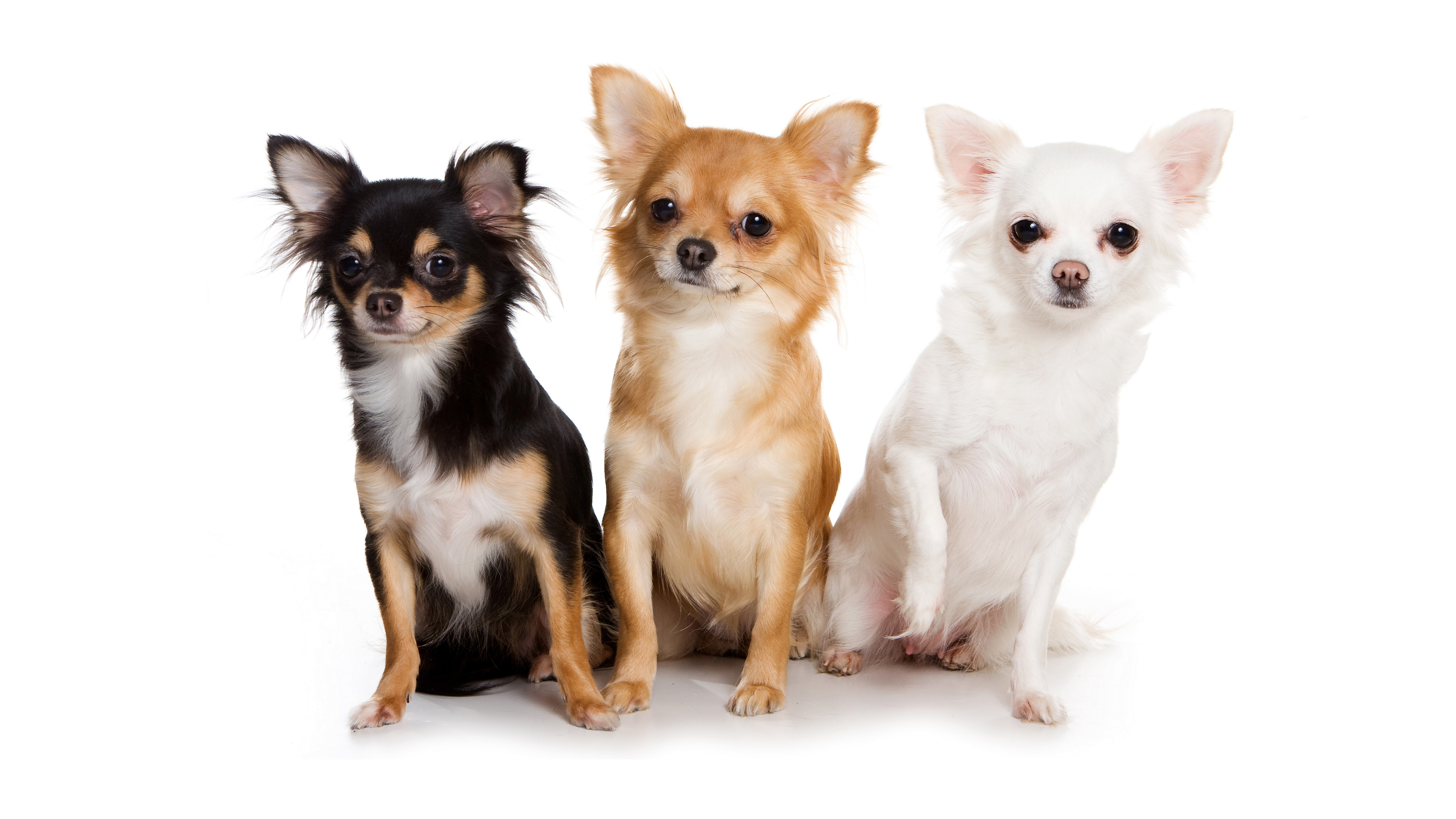 pictures of chihuahua dogs only, dog, group of animals, domestic, lap dog, animal themes, no people, pets, small, studio shot, two animals, looking at camera, HD Wallpaper