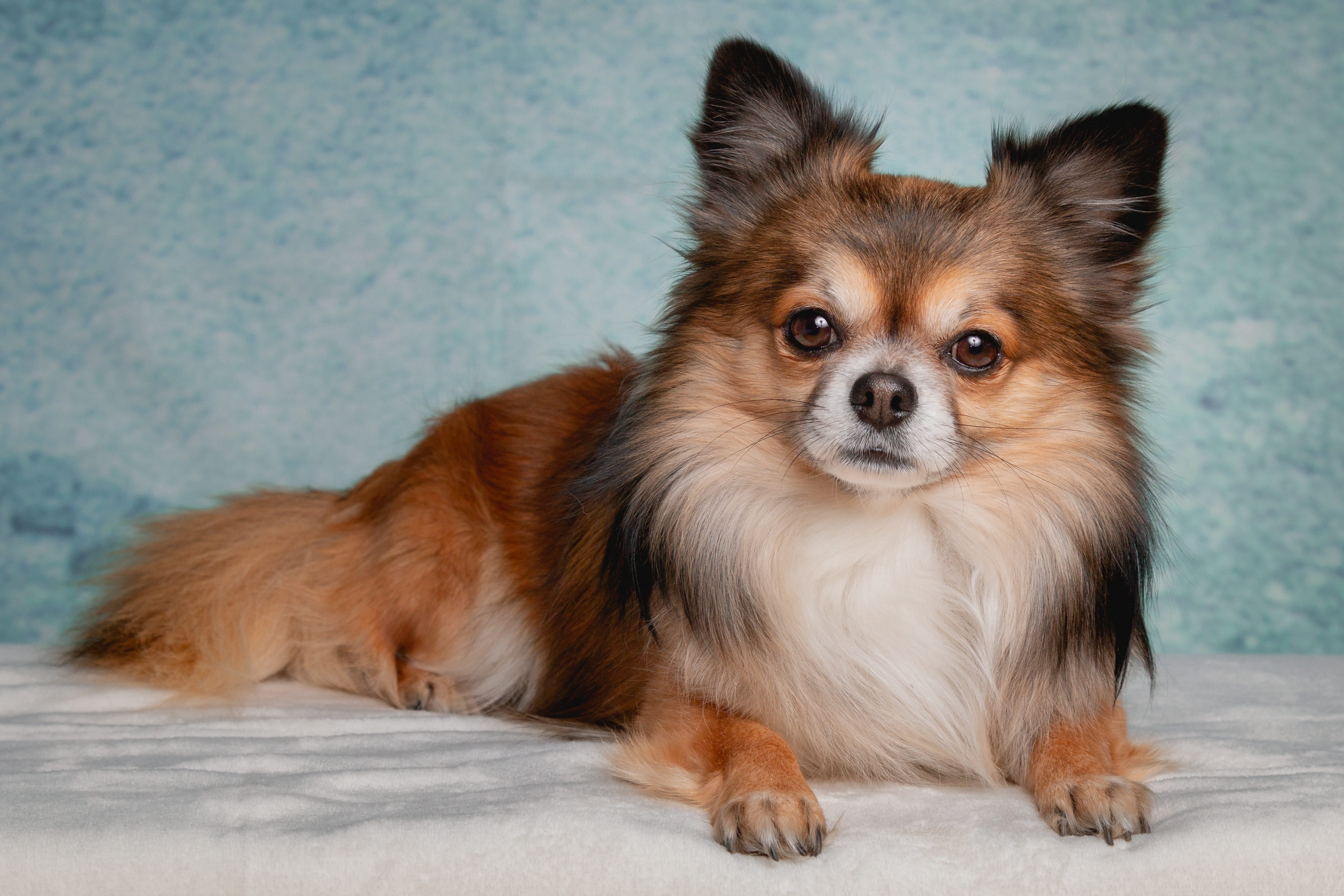 fur, vertebrate, domestic, cute, race, mammal, close-up, 4K, looking at camera, no people, indoors, small, animal, charming, hairy, lap dog, brown, animal themes, HD Wallpaper