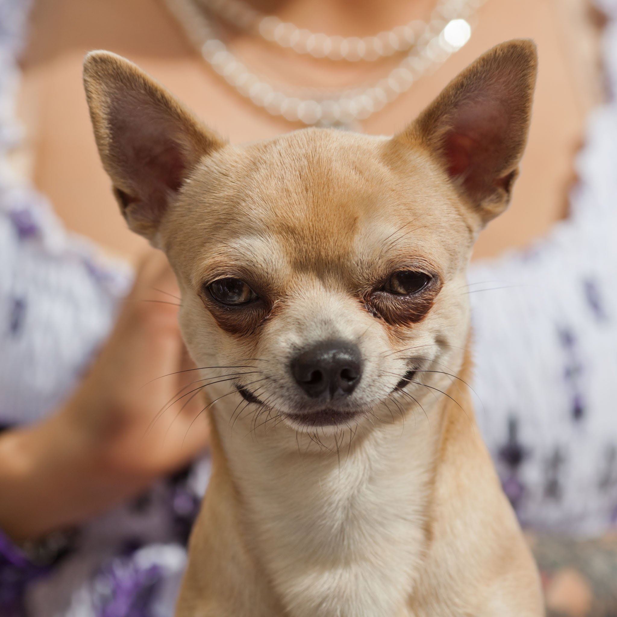 chihuahua, 1080P, dog, dogs, Phone HD Wallpaper