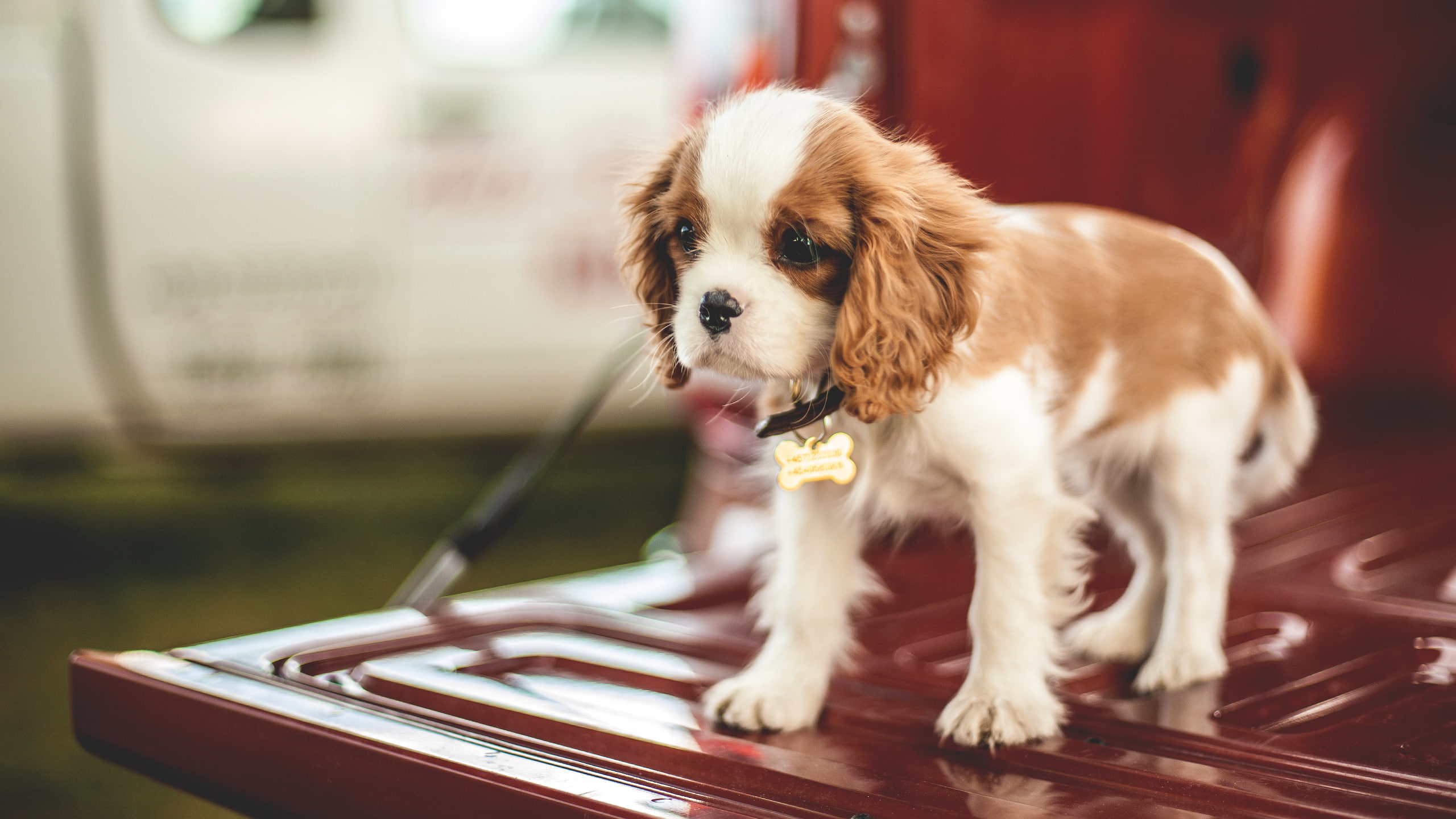 purebred dog, domestic, small, chihuahua - dog, cute, innocence, sitting, young animal, cavalier king charles spaniel, one animal, no people, 2K, puppies, HD Wallpaper