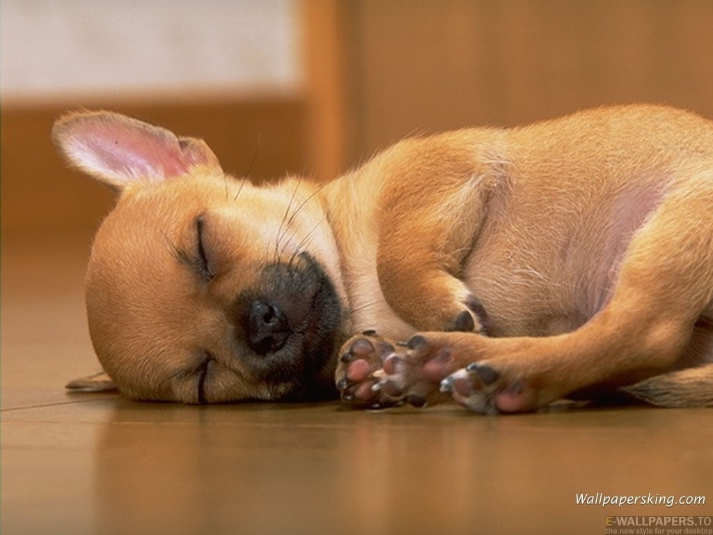 lying, chihuahua, dogs, puppy, dog, brown, art, hd, 480P, animal, pet, animals, sweet, sleeping, HD Wallpaper