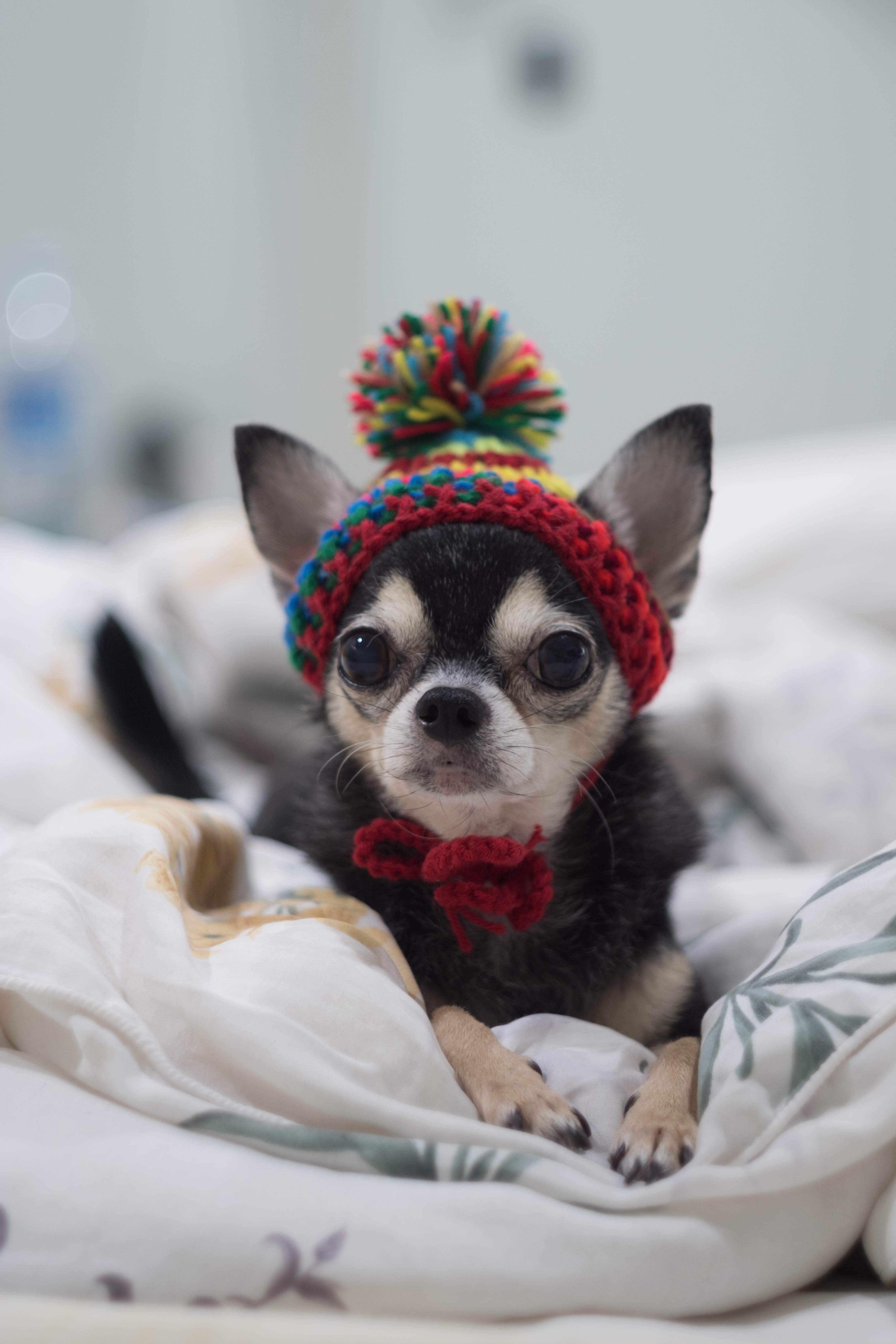 canine, portrait, chihuahua - dog, animal, clothing, no people, 5K, dog doll, arent canny, pet clothing, furniture, dog, puppy, intelligent dog, doll, Phone HD Wallpaper