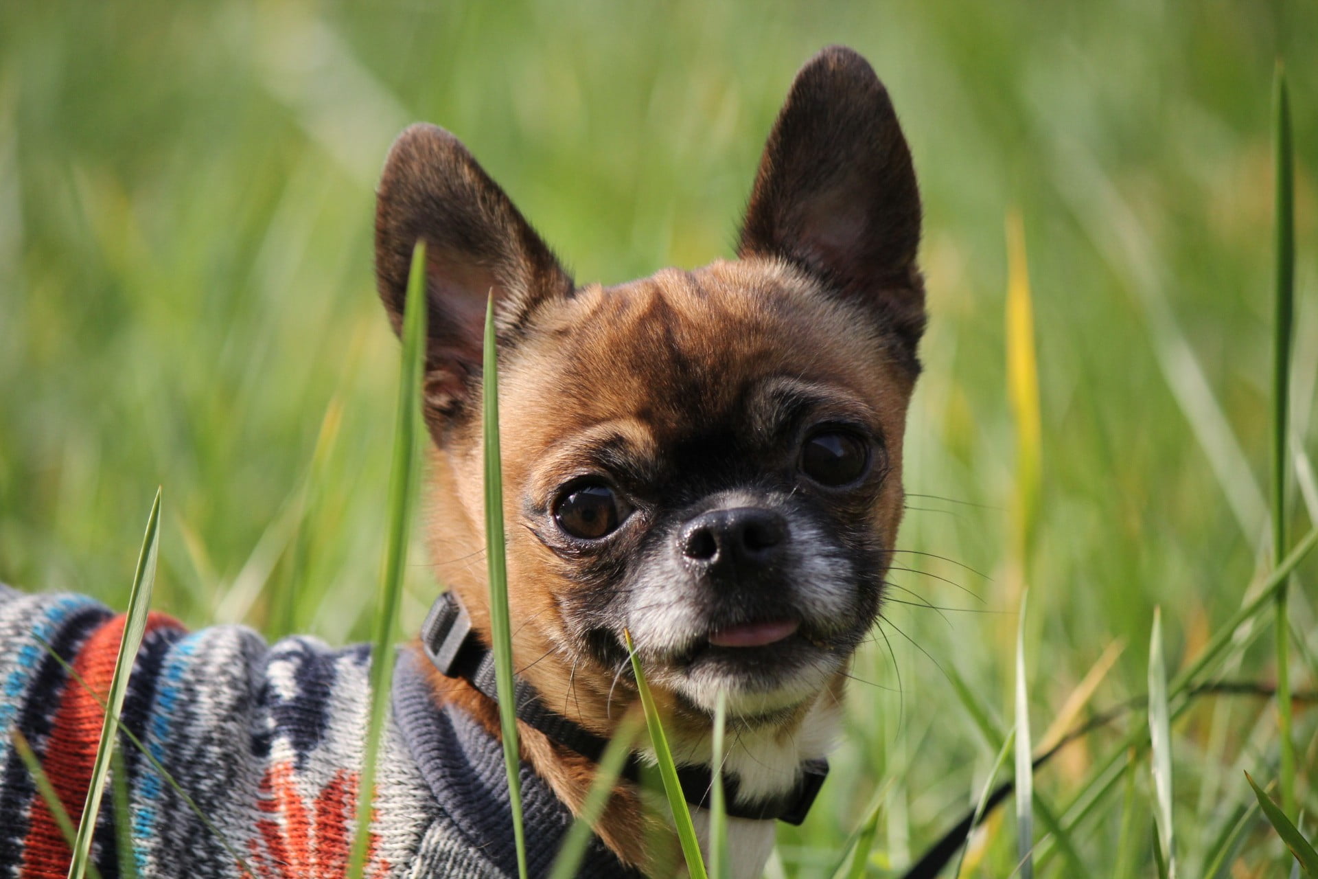 focus on foreground, dog, brown, looking at camera, chihuahua - dog, animals, domestic animals, small, animal themes, grass, canine, close-up, vertebrate, HD Wallpaper