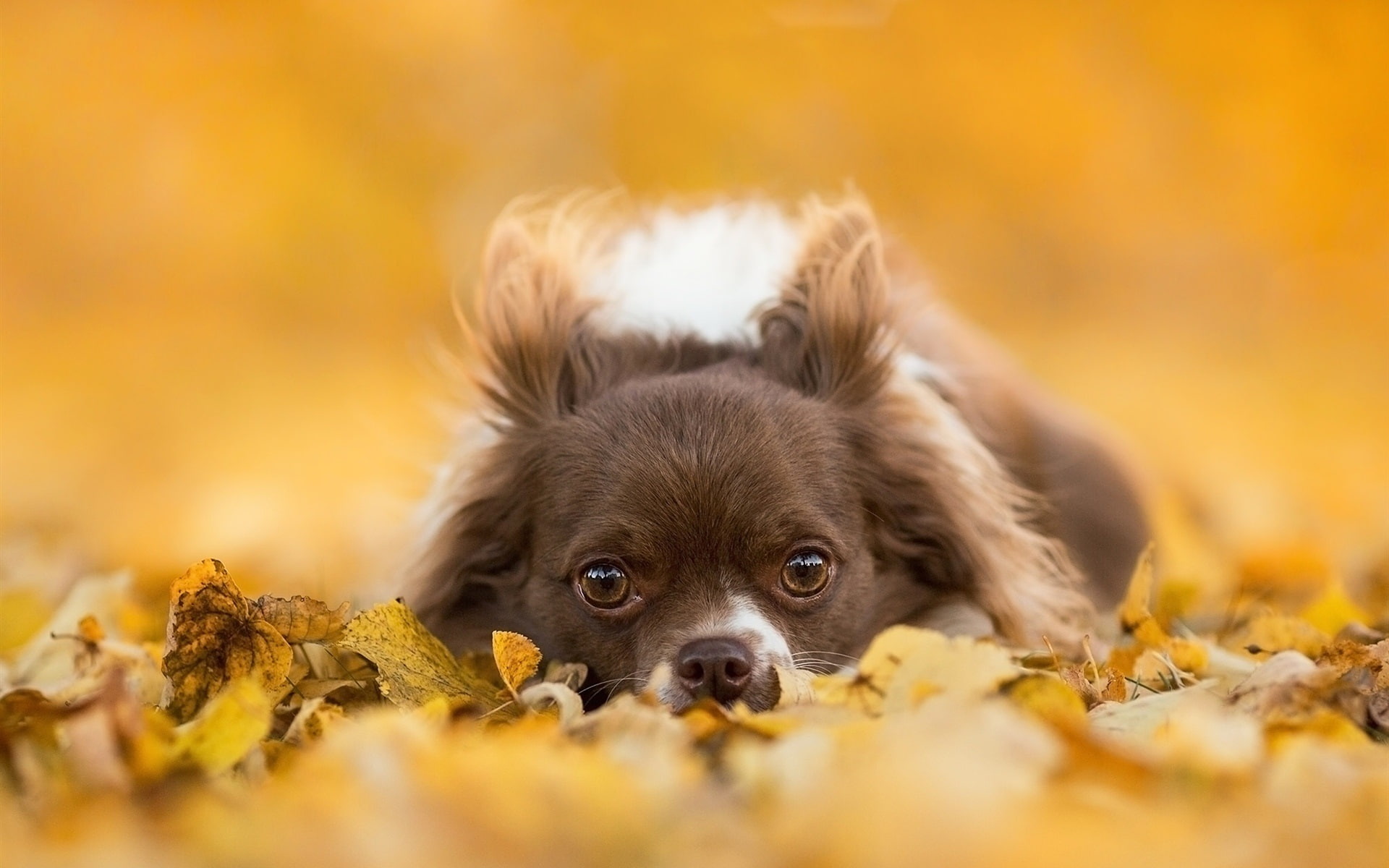 Dog, Gray, Autumn, Eyes, Chihuahua, 1080P, Leaves, Puppy, HD Wallpaper