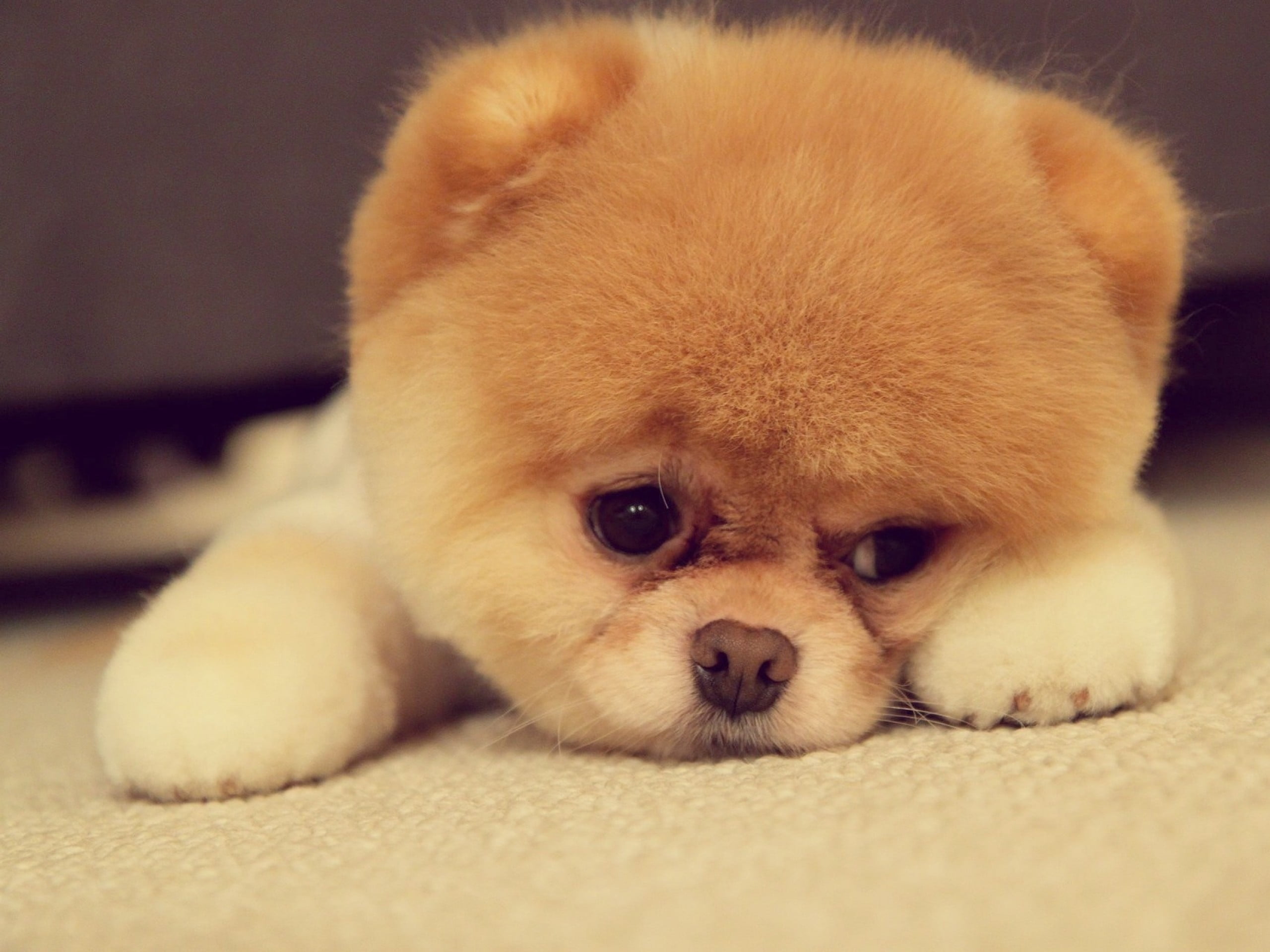 chihuahua - dog, animal themes, pet, domestic animals, lap dog, pets, puppy, domestic, looking at camera, canine, Boo, pomeranian, innocence, cute, mammal, HD Wallpaper