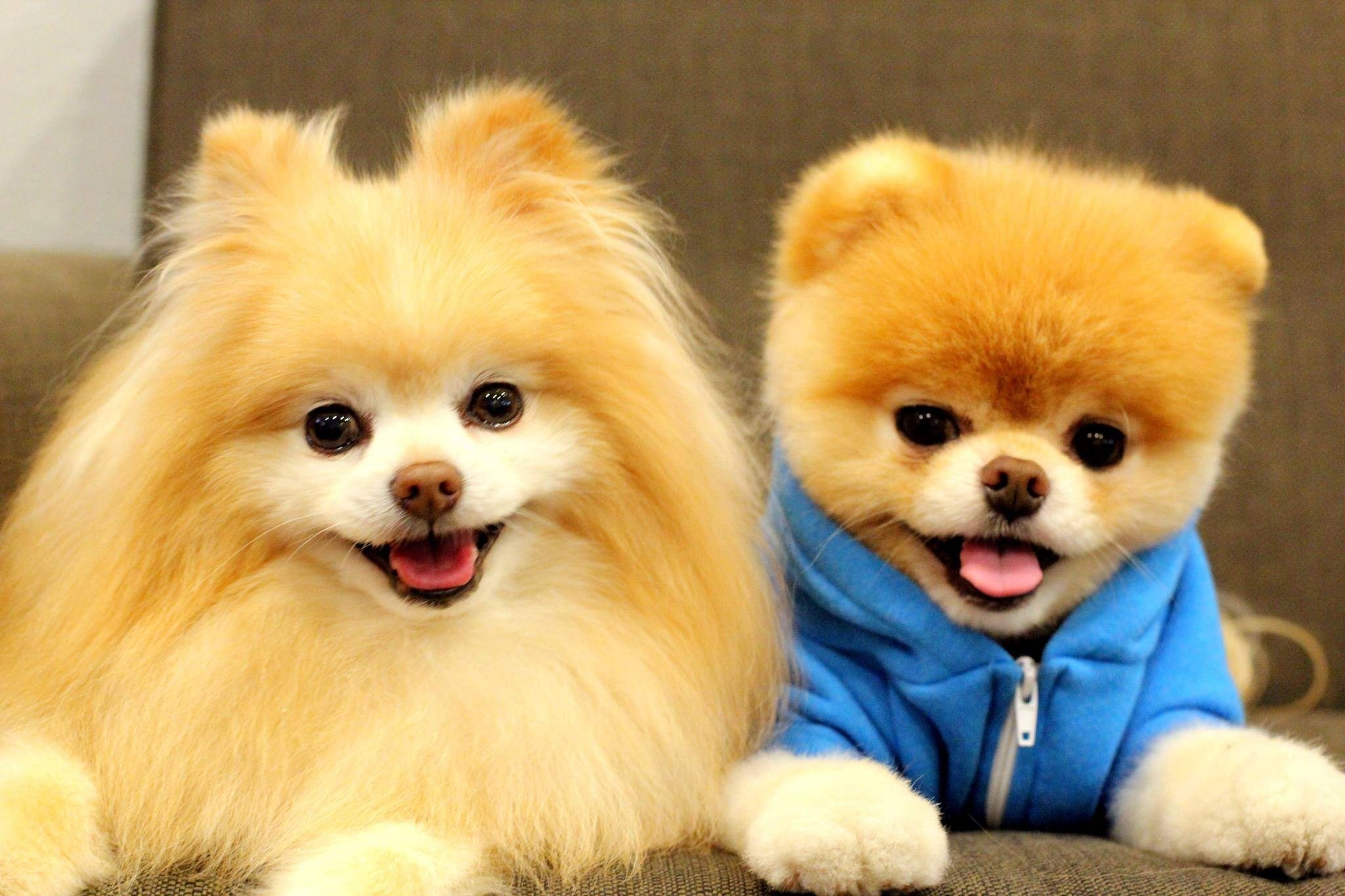 1080P, canine, mammal, vertebrate, portrait, chihuahua - dog, no people, domestic animals, pets, sticking out tongue, animal, dog background desktop, close-up, HD Wallpaper