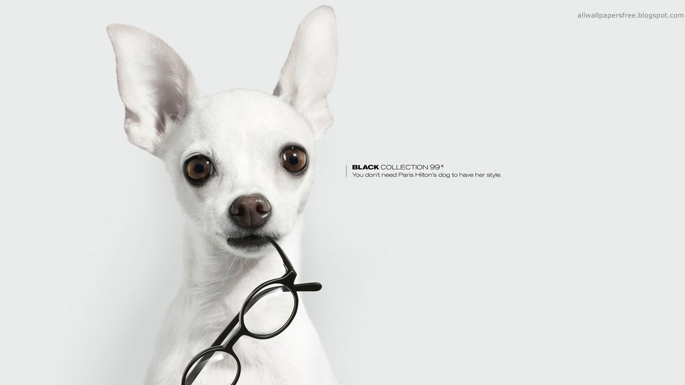 small, looking at camera, domestic animals, white, canine, white color, 720P, indoors, one animal, animal themes, artwork, animals, mammal, animal, close-up, HD Wallpaper