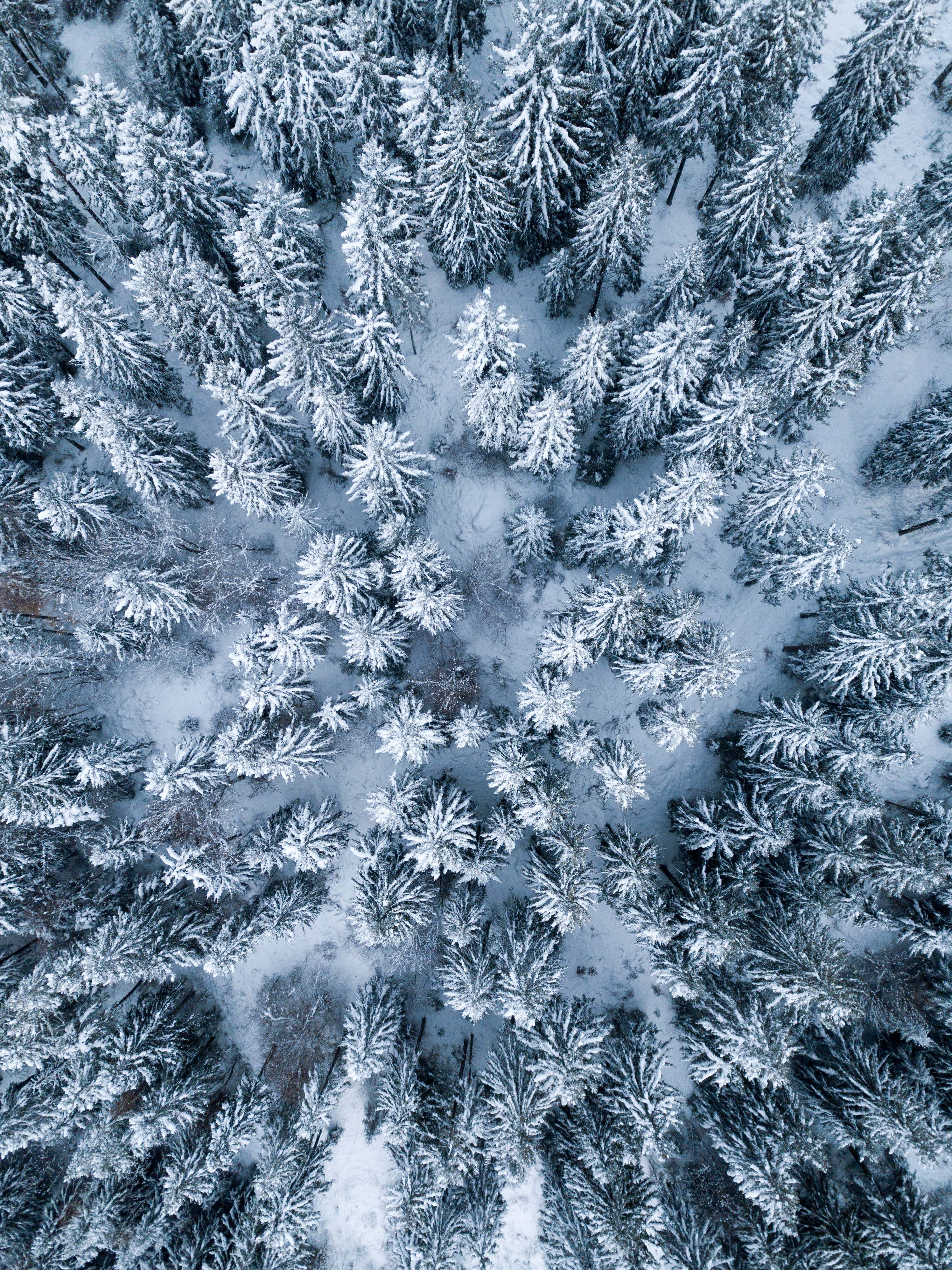 celebration, beauty in nature, trees, coniferous tree, no people, christmas, frozen, land, frost, nature, outdoors, eye, snowing, white color, snow, photography, Phone HD Wallpaper
