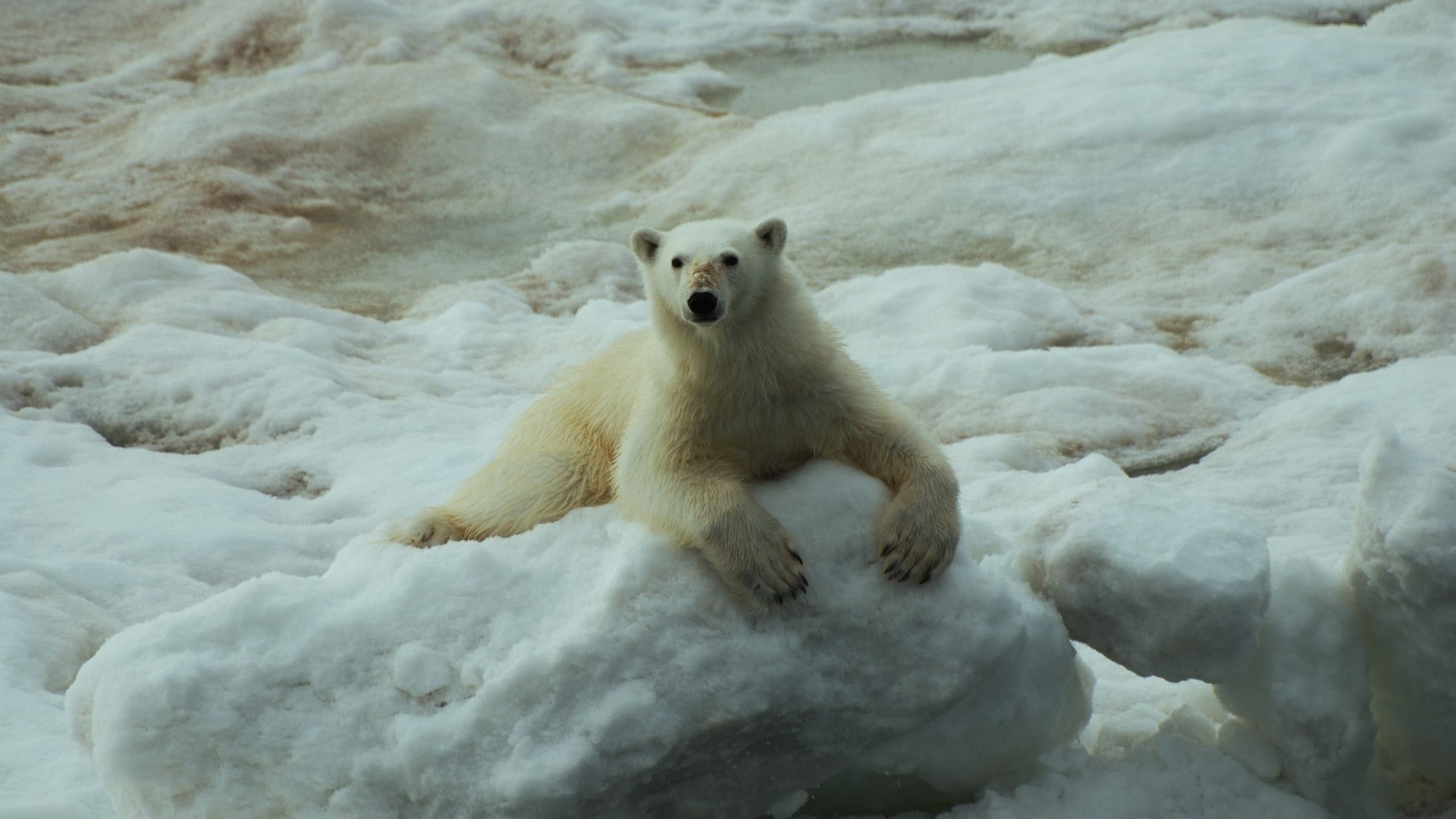1080P, ice, animals, hd, polar, bear, snow, HD Wallpaper