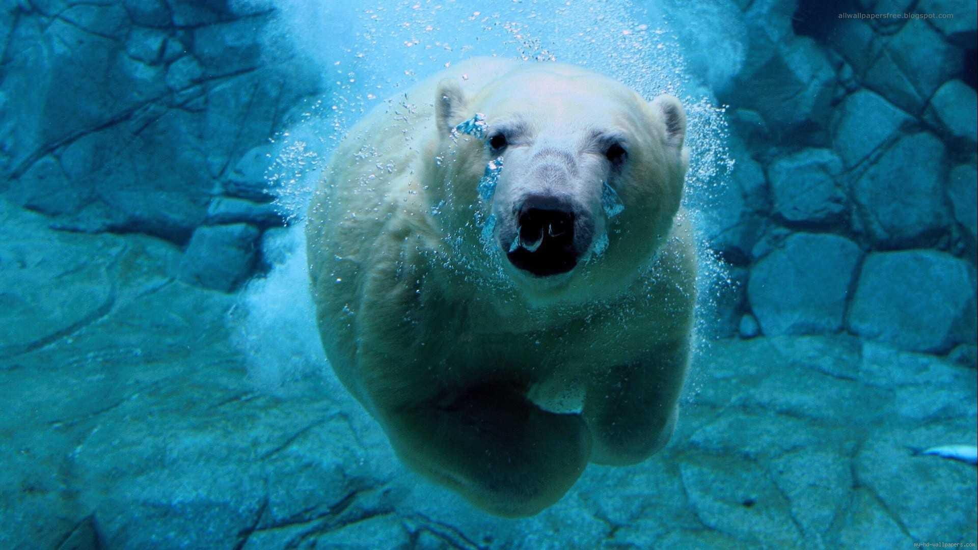 polar, water, swimming, blue, swim, 1080P, animal, bear, HD Wallpaper