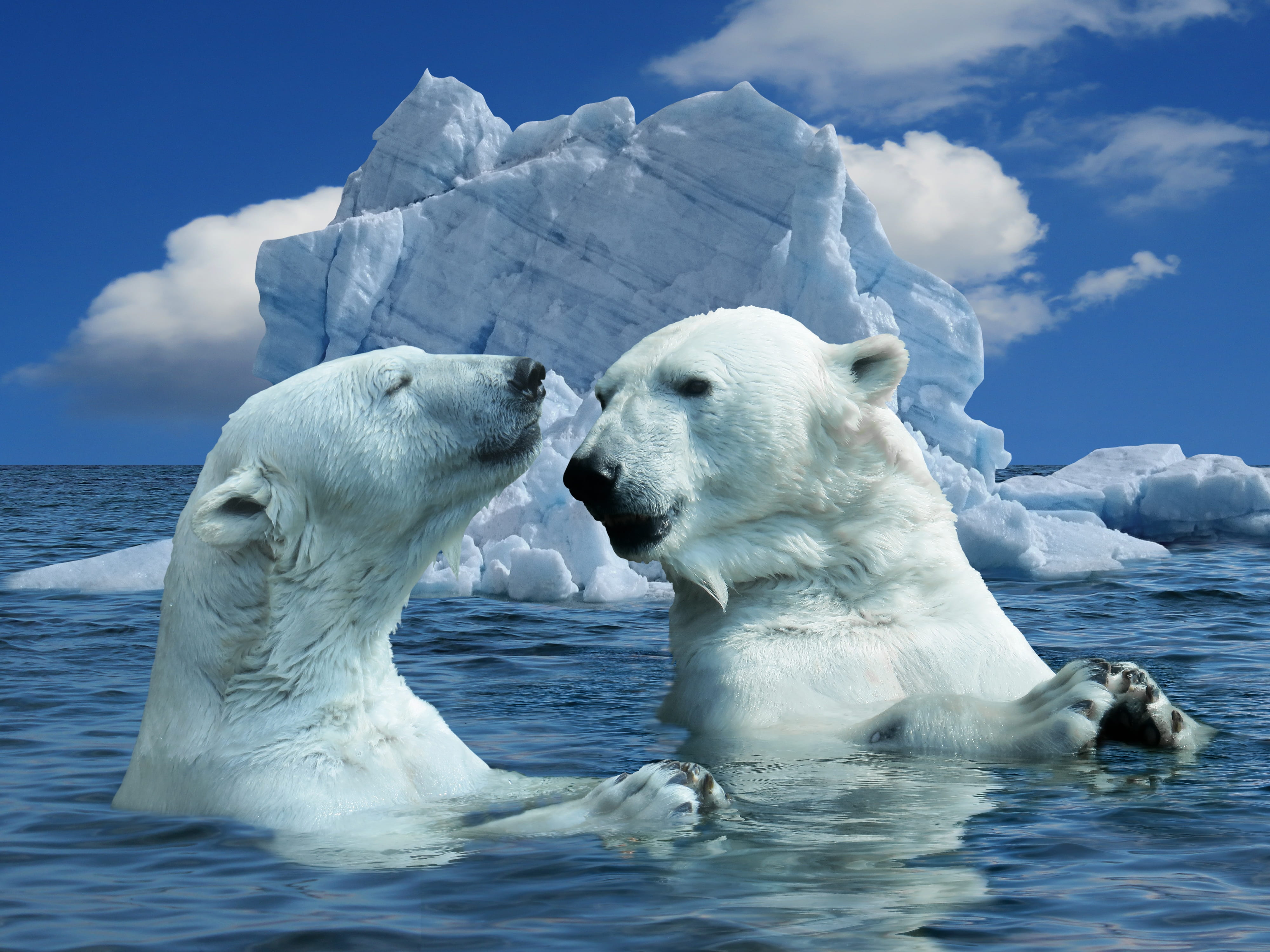 two, swimming, near, animal, iceberg, girlfriends, beauty in nature, cold, white color, ice, cooling, daytime, talk, group of animals, ocean, nature, polar bear, HD Wallpaper