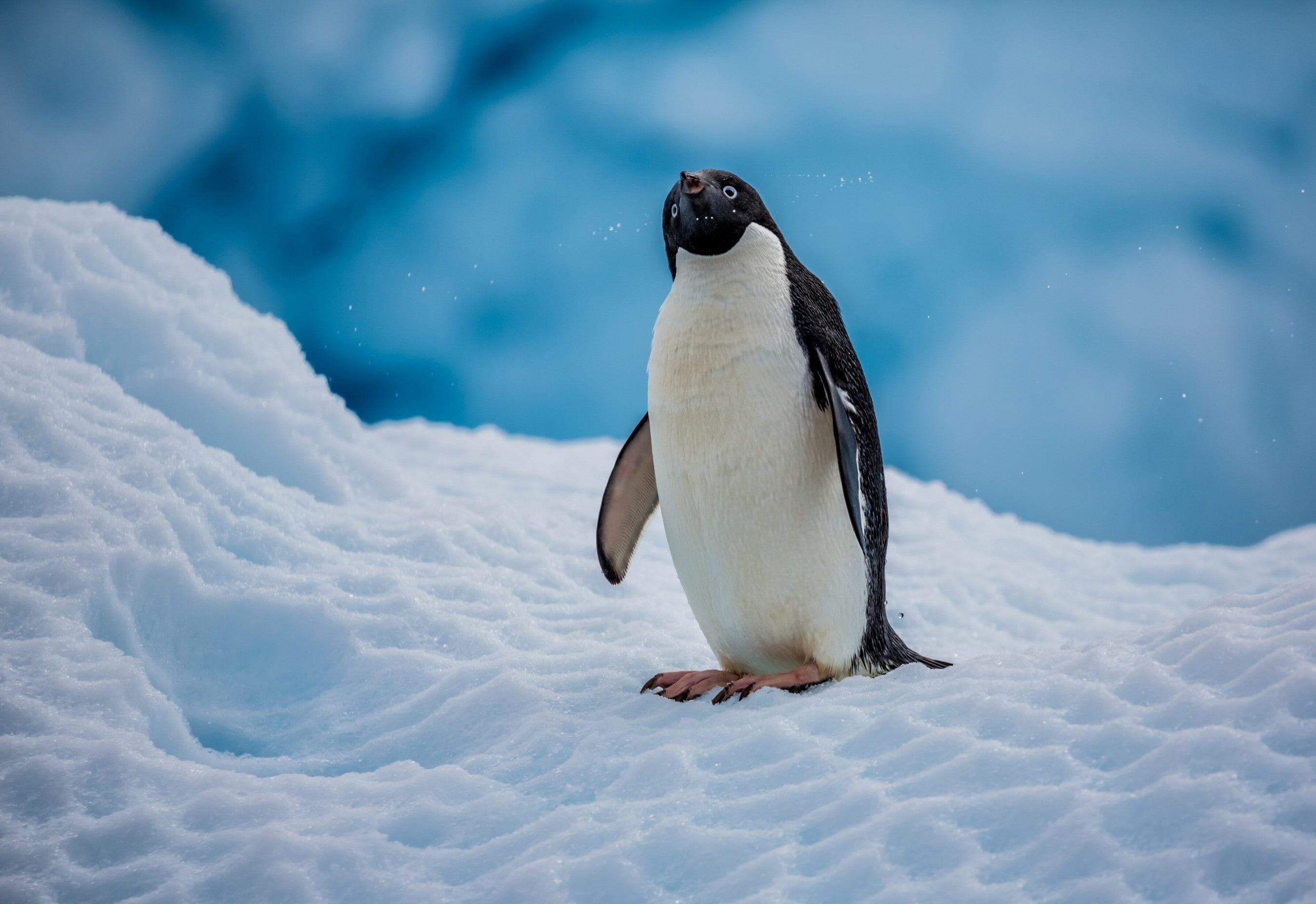 penguins, animals, 2K, ice, nature, birds, snow, HD Wallpaper
