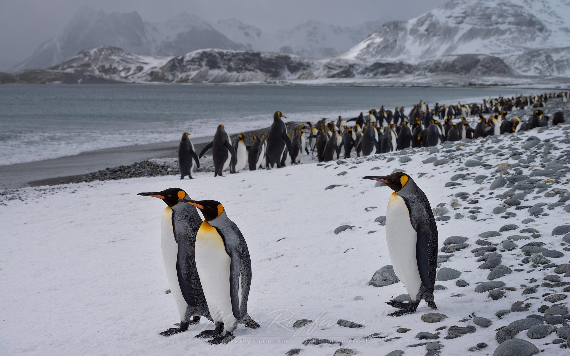 1080P, nature, landscape, birds, animals, penguins, HD Wallpaper