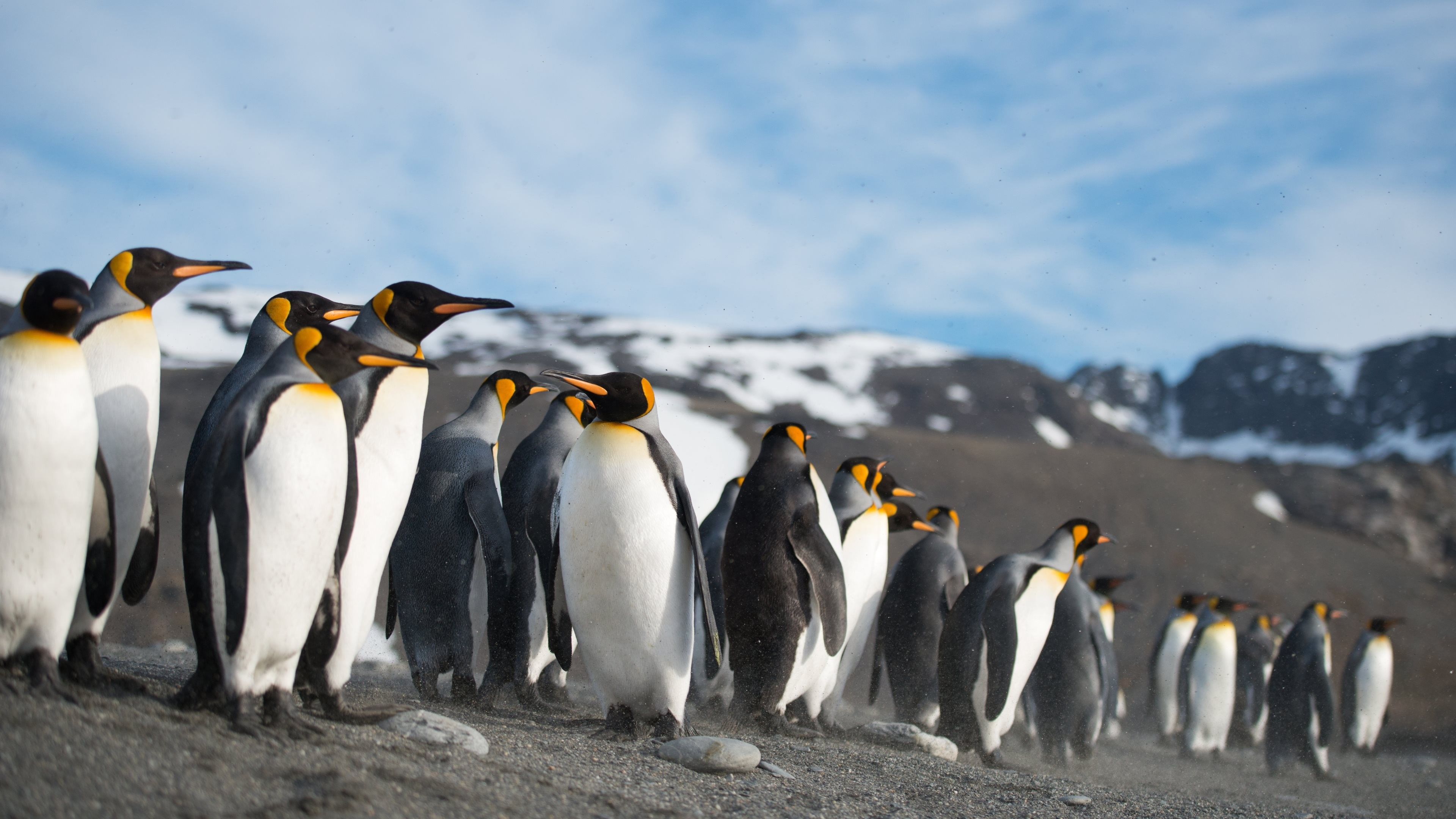 nature, animals, birds, penguins, 4K, HD Wallpaper
