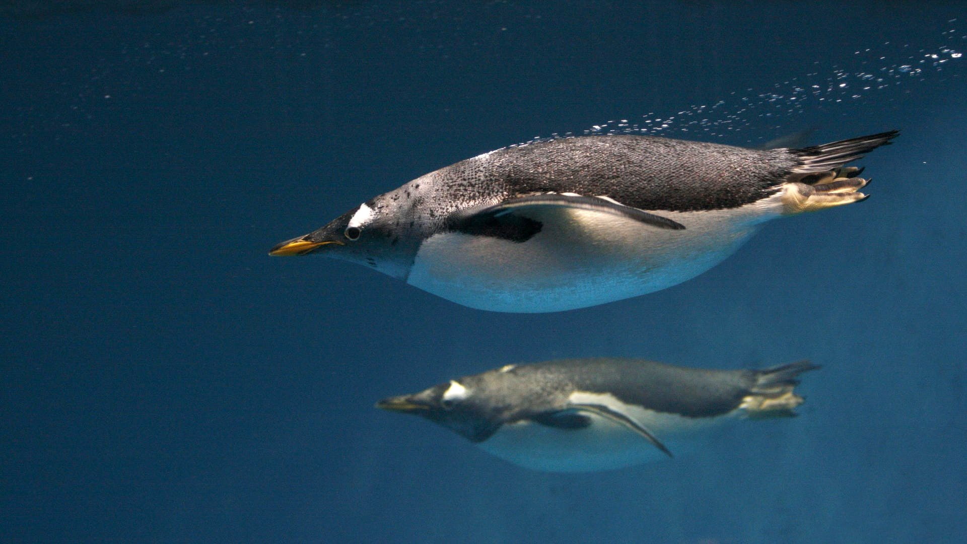 underwater, penguins, animals, 1080P, birds, HD Wallpaper