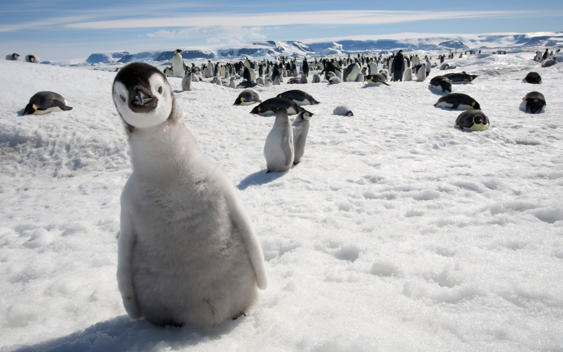 birds, nature, penguins, snow, baby animals, 1080P, animals, wildlife, HD Wallpaper