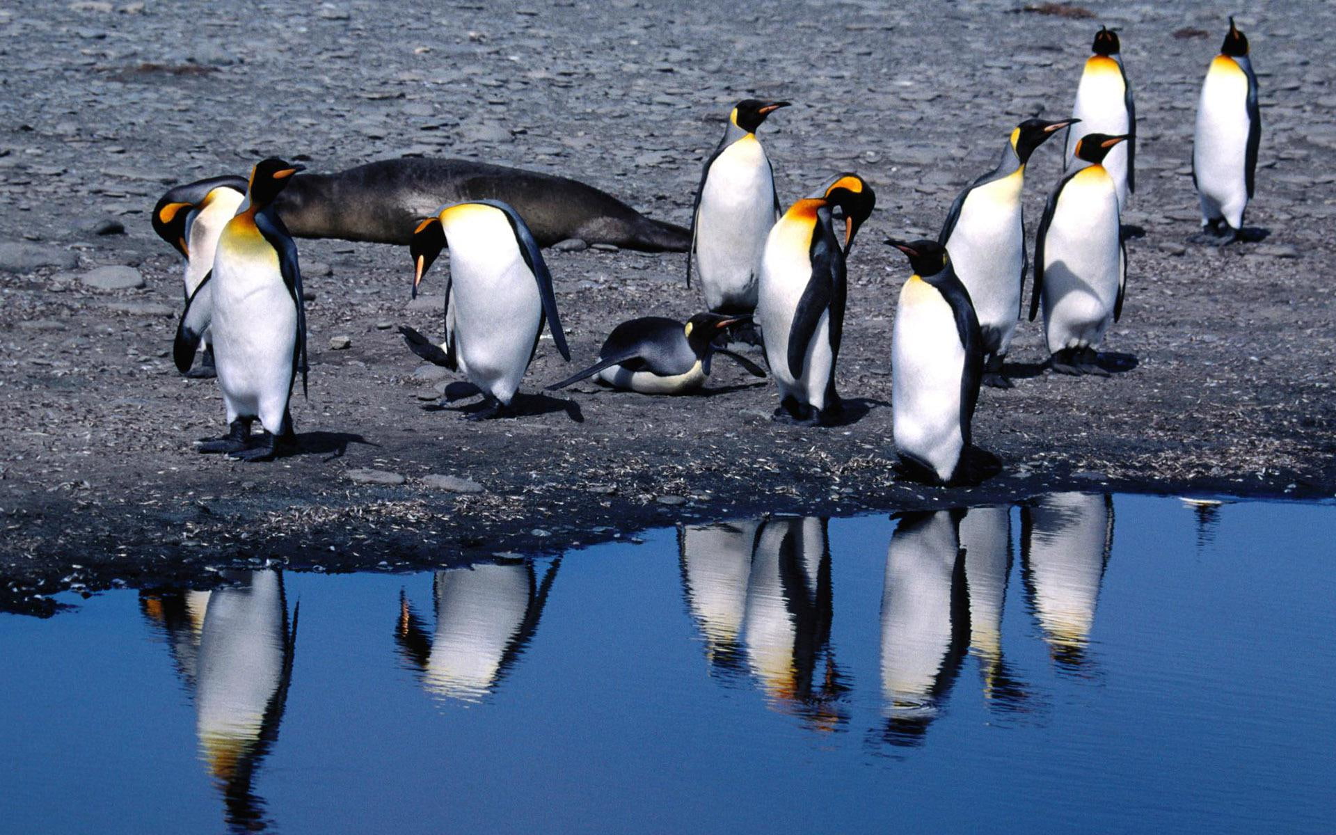 bird, penguin, 1920x1200, chilling, flock, animals, 1080P, penguins, HD Wallpaper