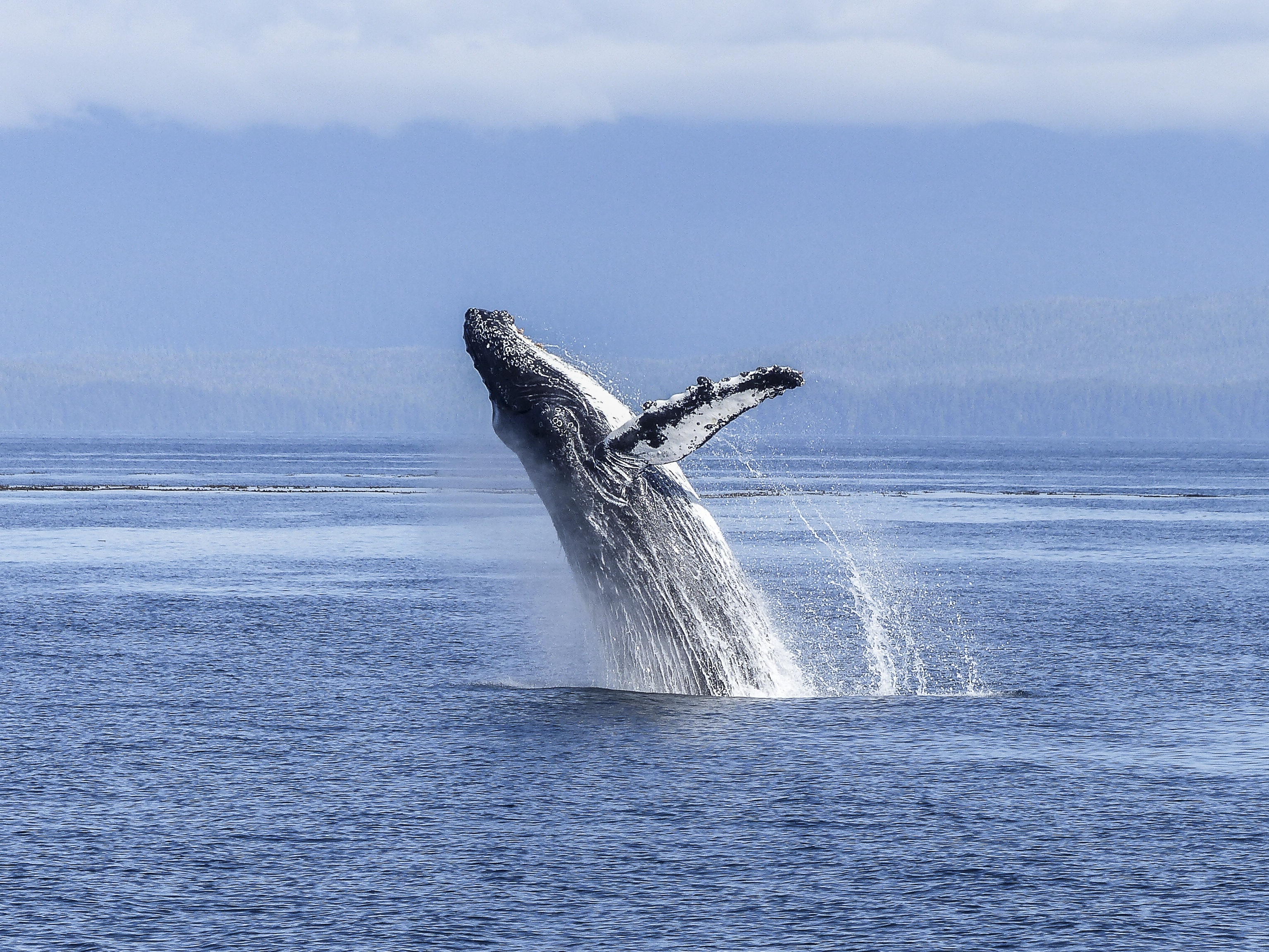 black, animals in the wild, no people, sea life, vertebrate, head, white, blue, tail fin, motion, mammal, wildlife, splash, one animal, sea, animal, aquatic, HD Wallpaper