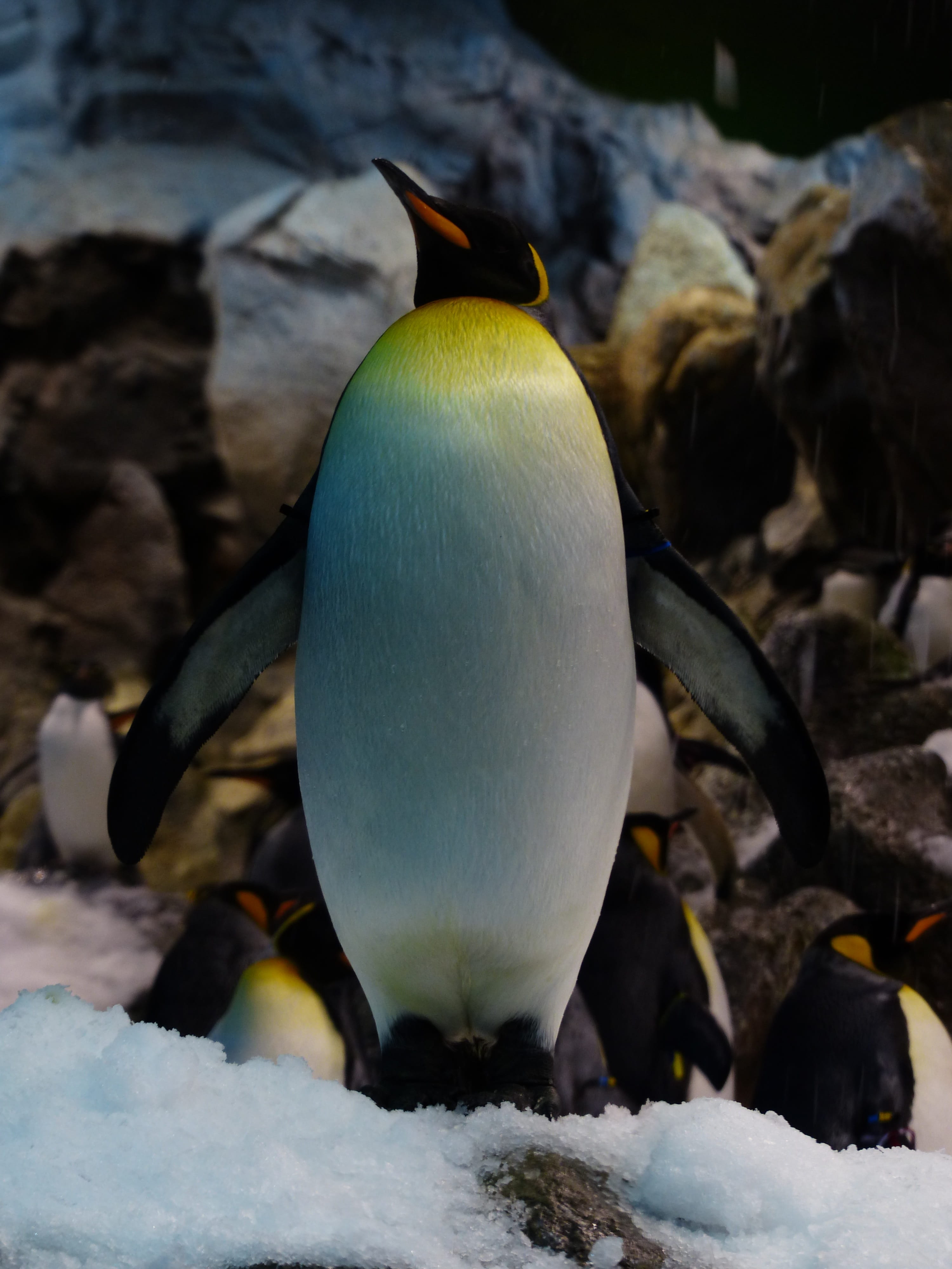 King Penguin, colony, aptenodytes patagonicus, gentoo Penguin, bird, yellow, polar Climate, animal wildlife, cold temperature, 4K, rock, sea, penguin, Phone HD Wallpaper