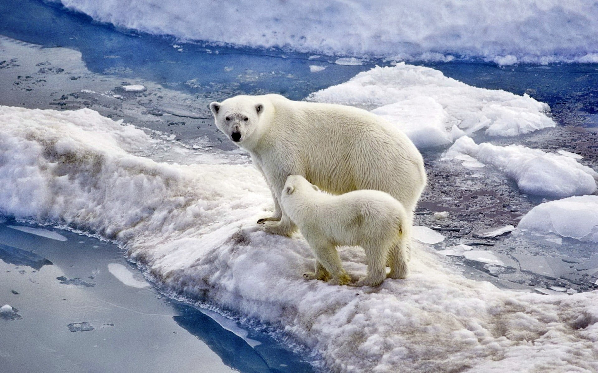 sea, bear, vertebrate, cold - Temperature, water, no people, alaska - Usa State, polar Climate, blue, frozen, polar Bear, snow, animal wildlife, white, HD Wallpaper