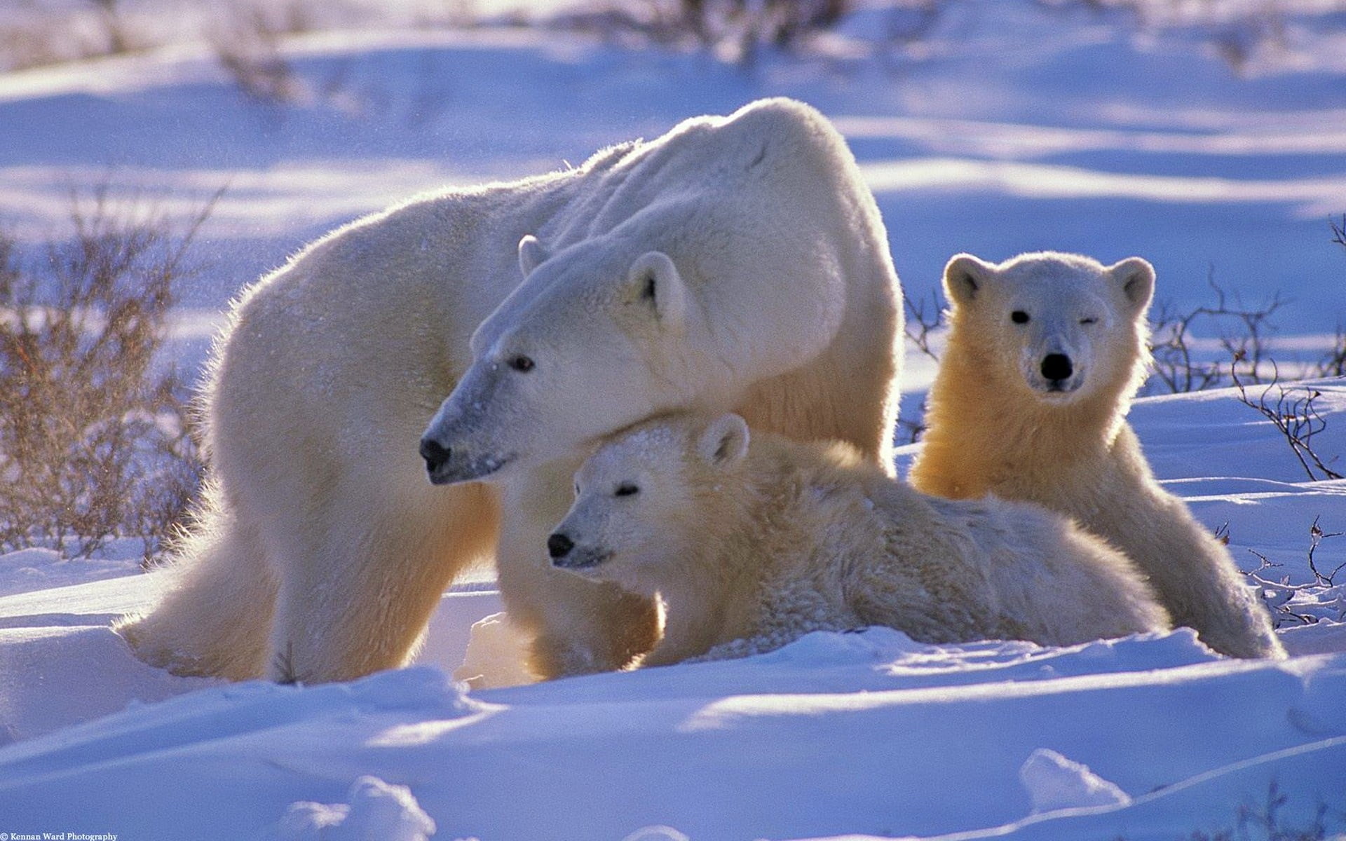 no people, babies, fur, nature, group of animals, cold temperature, polar, mammal, white, forest, young animal, animals In The Wild, arctic, cold - Temperature, HD Wallpaper