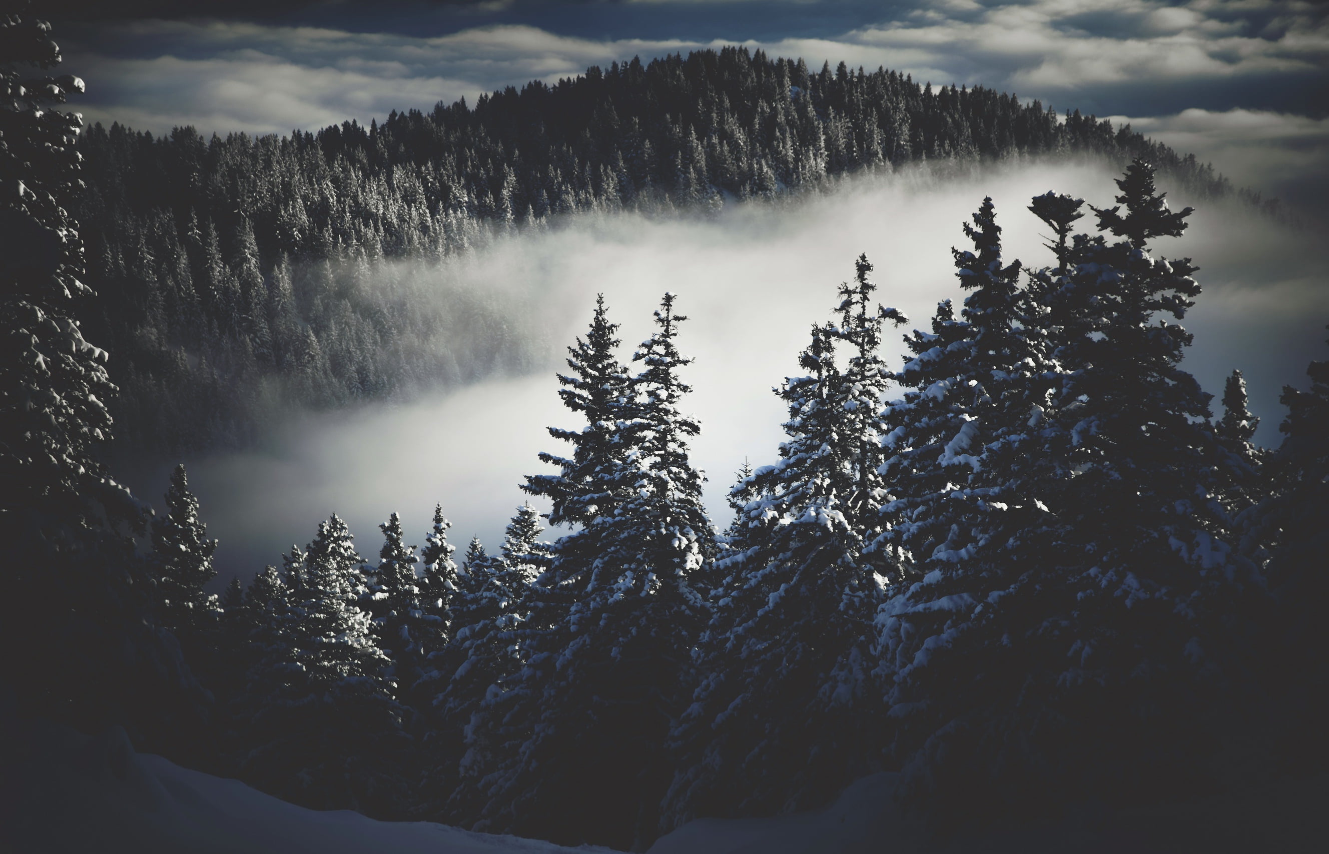 no people, dark, snow, forest, nature, 2K, woodland, pine tree, snowcapped mountain, plant, growth, winter, scenics - nature, non-urban scene, land, sky, HD Wallpaper
