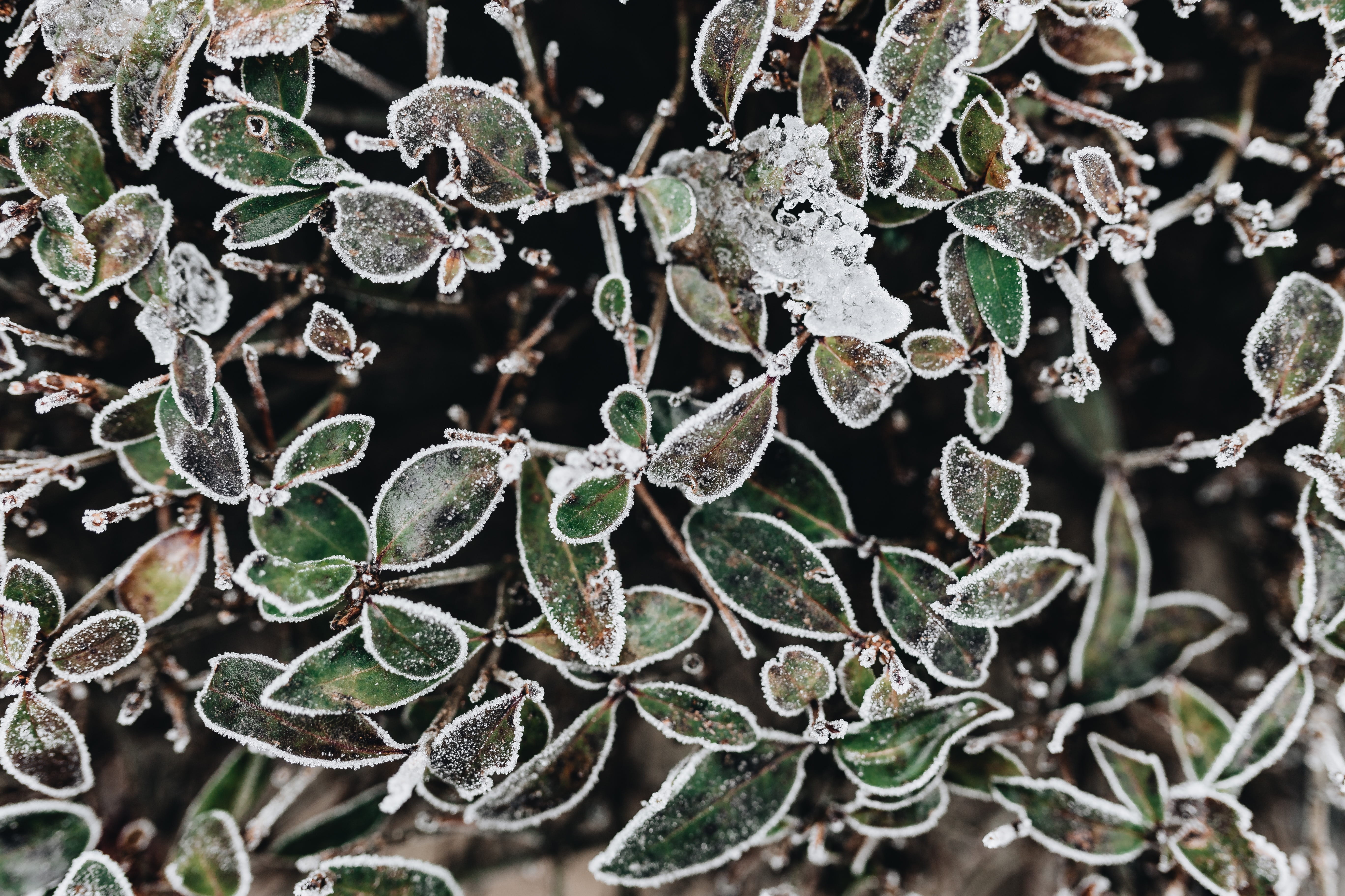 december, green color, cold, growth, day, plant, nature, winter, no people, leaf, outdoors, beauty in nature, frost, cold temperature, close-up, leaves, HD Wallpaper