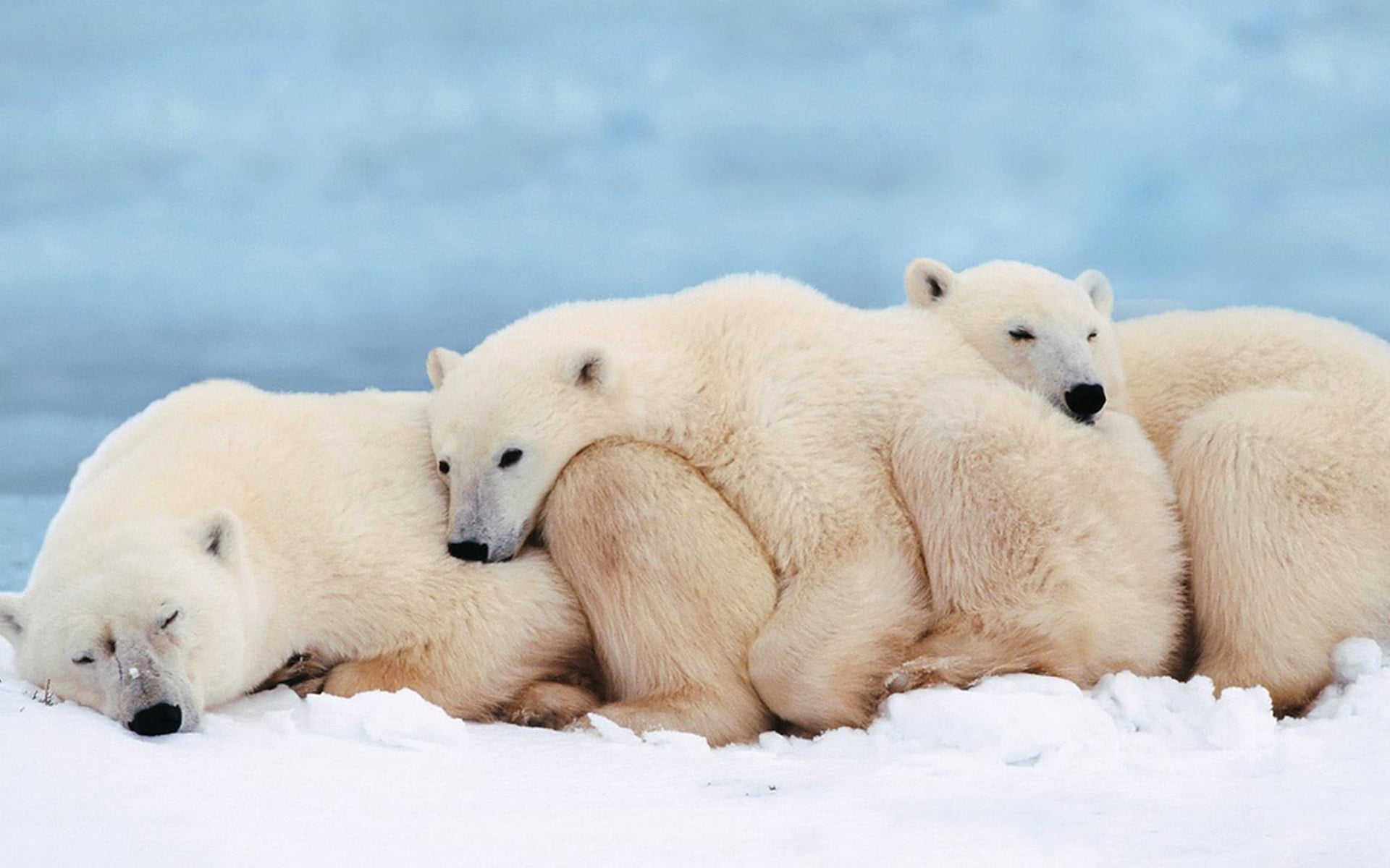nature, mammal, white, three, family, animal family, ice, group of animals, vertebrate, carnivore, polar Bear, winter, animal, polar bears, white color, HD Wallpaper