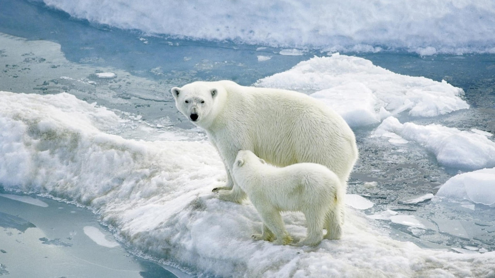 two, large, white color, snow, polar Climate, sea, outdoors, wildlife, alaska - Usa State, mammal, antarctica, ice, winter, cold - Temperature, polar Bear, HD Wallpaper