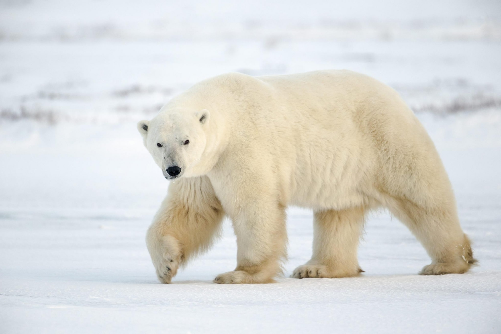 animal wildlife, one animal, outdoors, ice, animal, day, vertebrate, animal themes, mammal, bear  high resolution, bear, no people, winter, cold temperature, HD Wallpaper