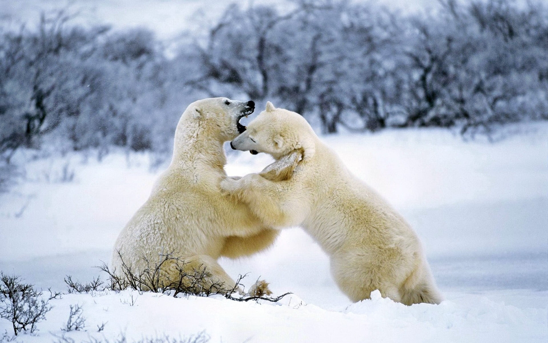 bear, winter, outdoors, snow, wildlife, fighting, beards, 1080P, animal wildlife, vertebrate, white color, cold - Temperature, ice, animals In The Wild, HD Wallpaper