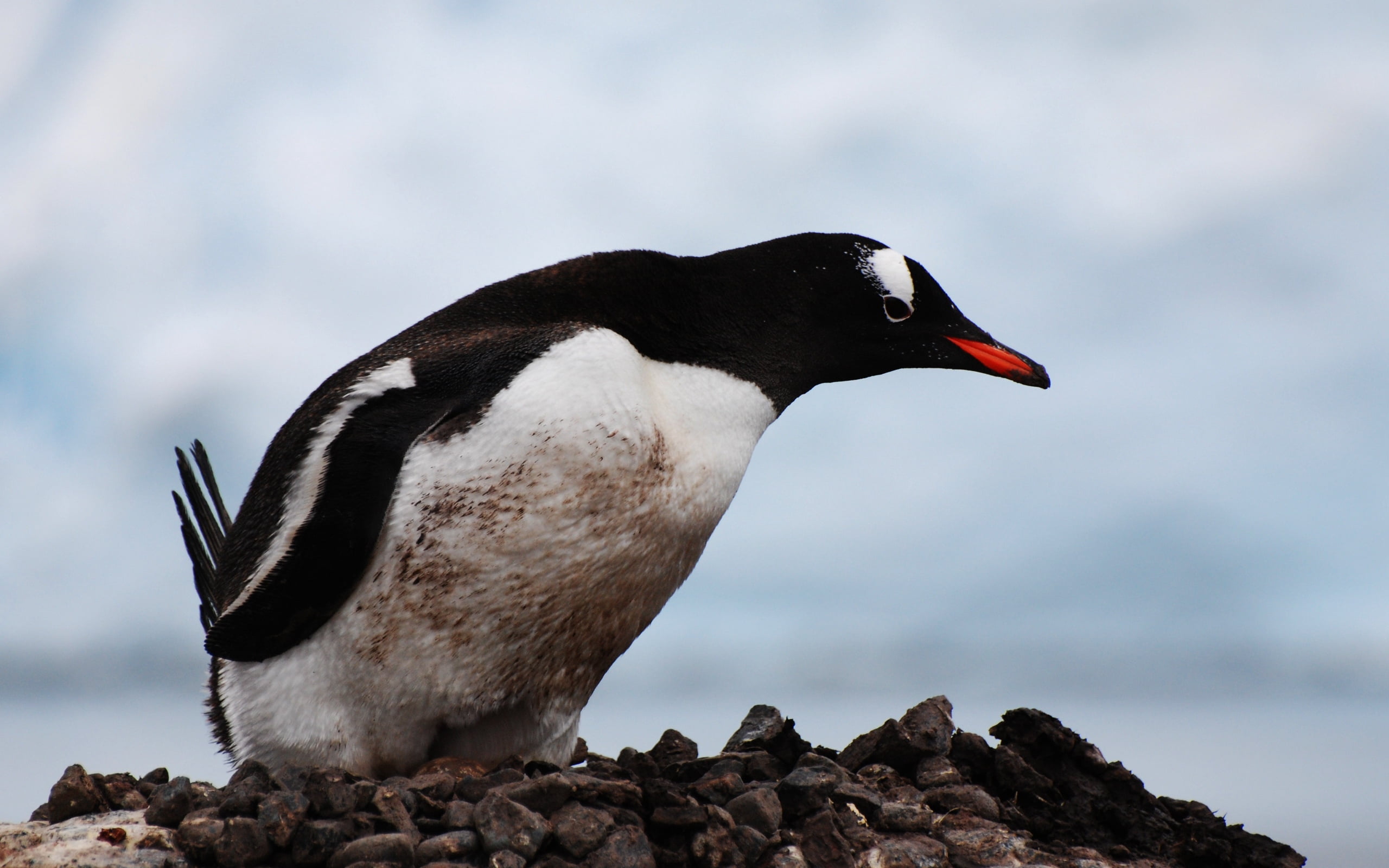 polar Climate, puffin, side view, black Color, animal wildlife, pebble, no people, day, animals In The Wild, antarctica, south Pole, flightless Bird, rock, HD Wallpaper