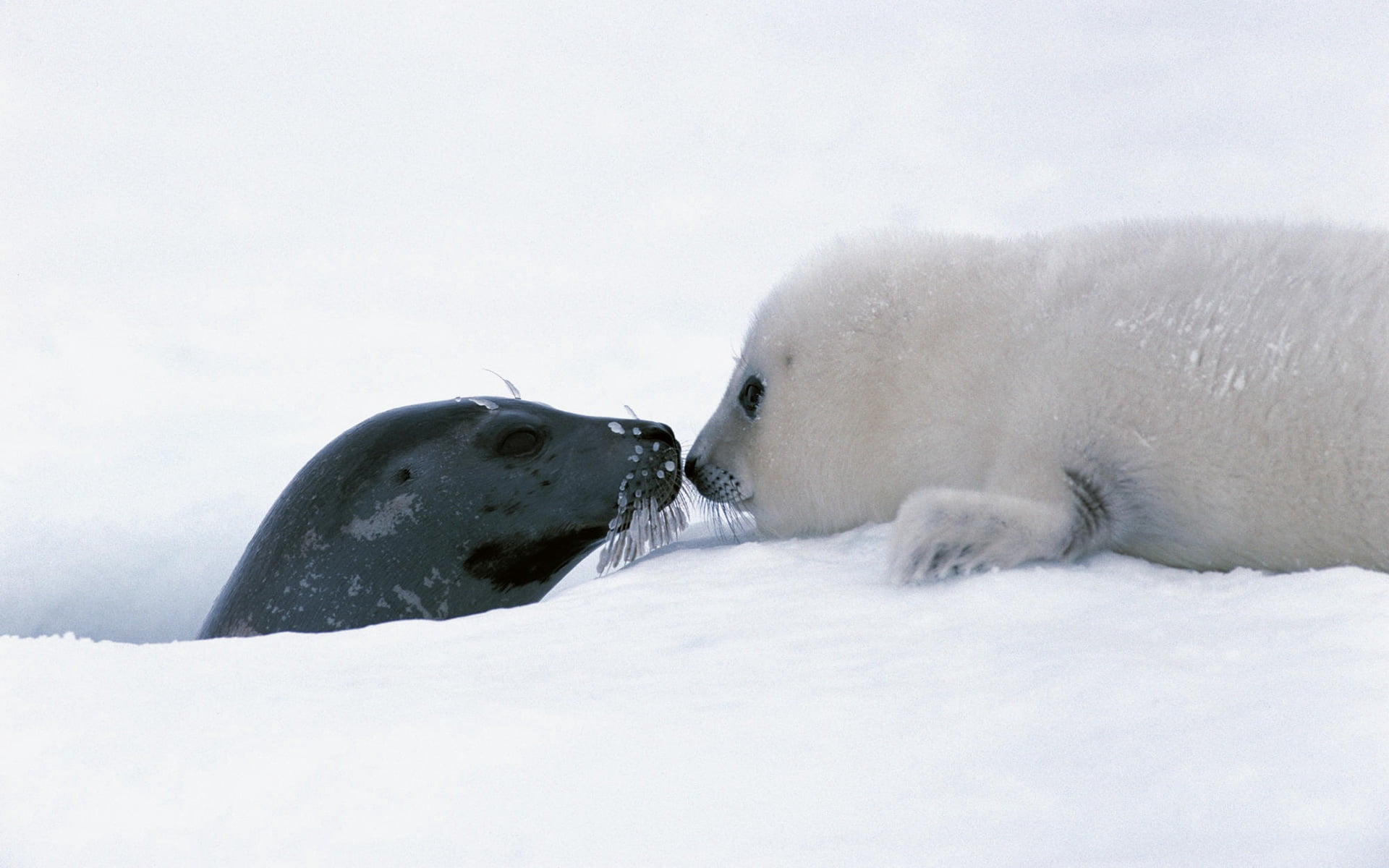two, couple, vertebrate, small, white color, animals in the wild, no people, nature, wildlife, white, water, two animals, animal wildlife, cute, polar Bear, HD Wallpaper