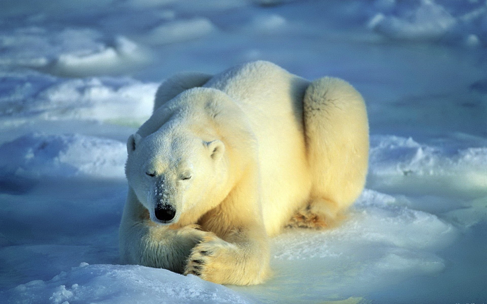 1080P, outdoors, water, alaska - Usa State, lie, cold temperature, wildlife, blue, endangered Species, frozen, mammal, animal themes, one animal, north, HD Wallpaper