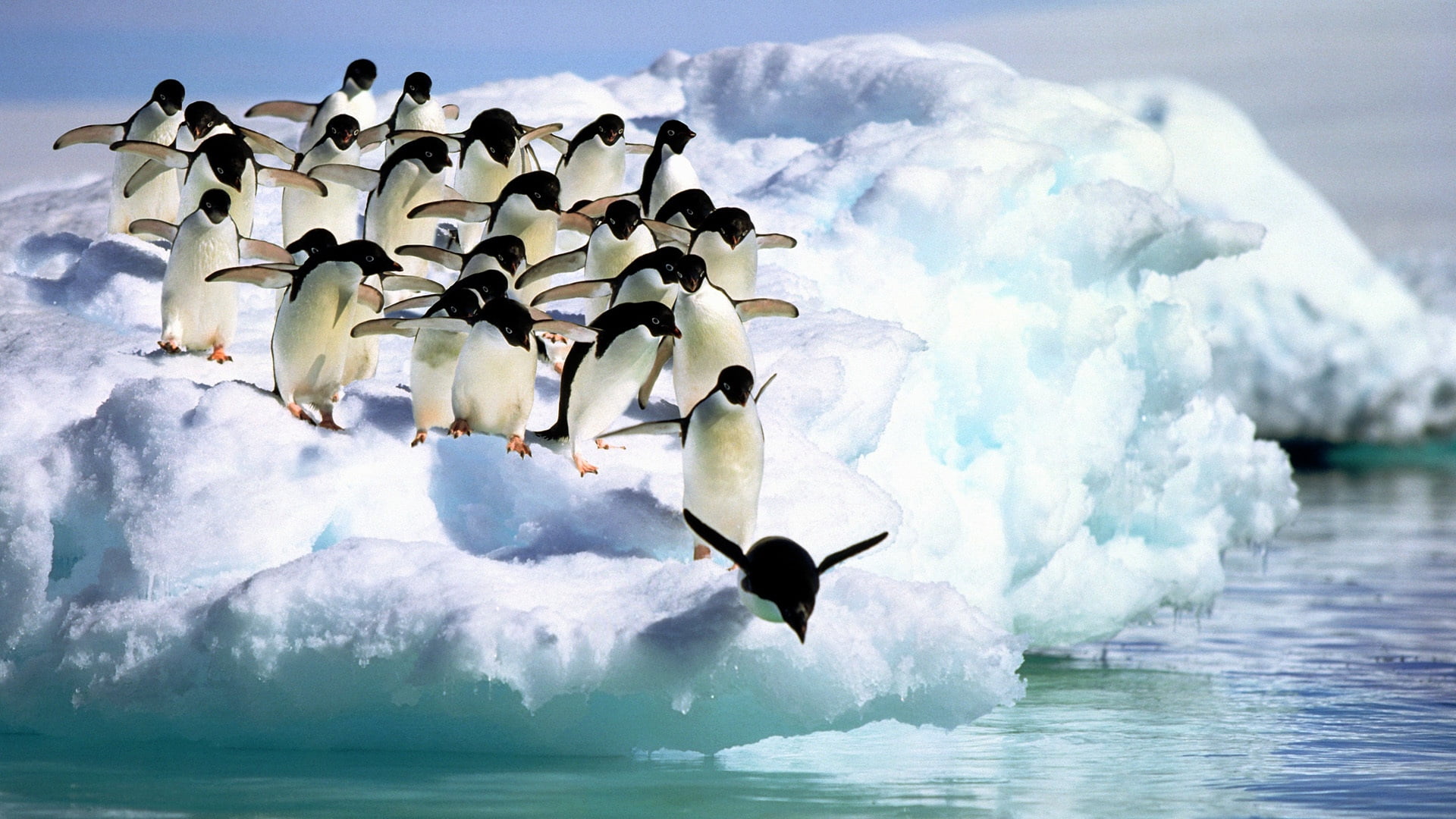 environment, no People, black, landscape, flock, 1080P, south Pole, motion, flock of birds, water, ice, cold - Temperature, iceberg - Ice Formation, penguin, HD Wallpaper