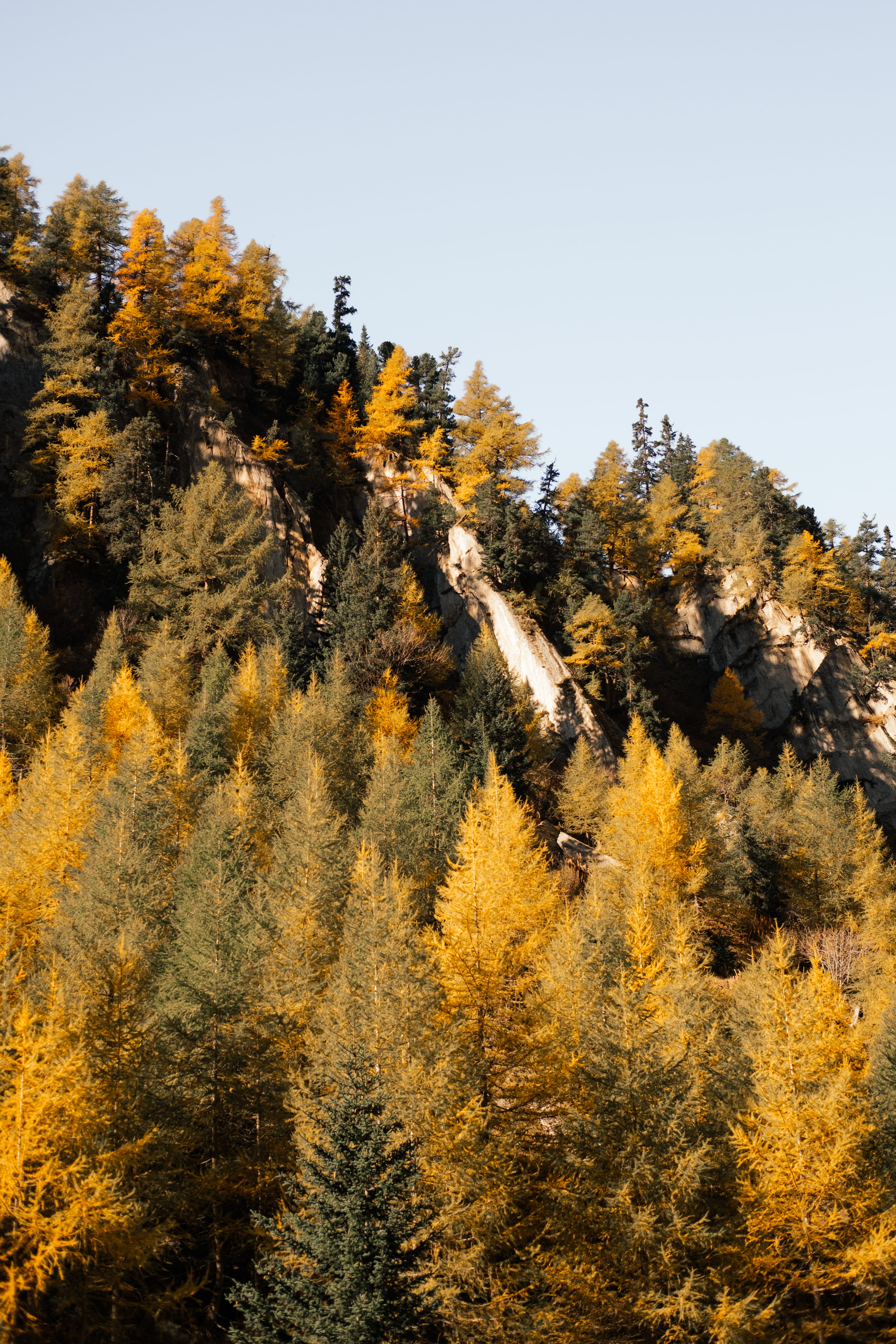 tranquil scene, sky, alps, autumn, indian summer, no people, land, switzerland, nature, pine tree, trees, plant, wallis, growth, day, tree, environment, Phone HD Wallpaper