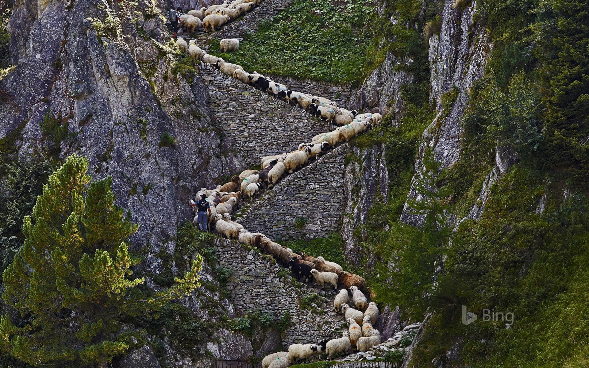 growth, forest, solid, outdoors, plant, rock - object, nature, 1080P, rock, blacknose, switzerland, valais, land, beauty in nature, flowing water, sheep, HD Wallpaper
