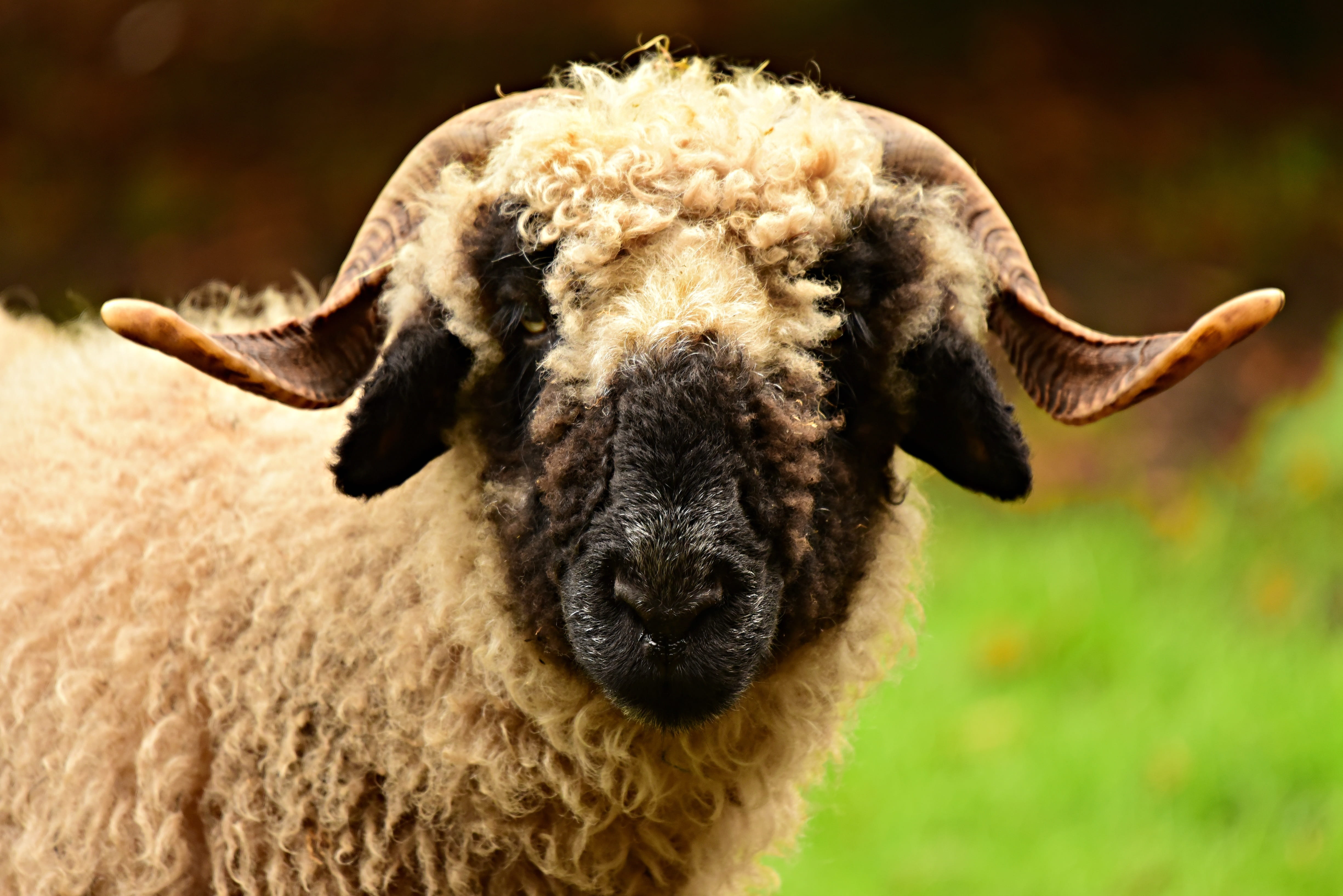 herbivorous, 4K, day, focus on foreground, animal body part, vertebrate, animal, looking at camera, horns, close-up, no people, animal themes, domestic, HD Wallpaper