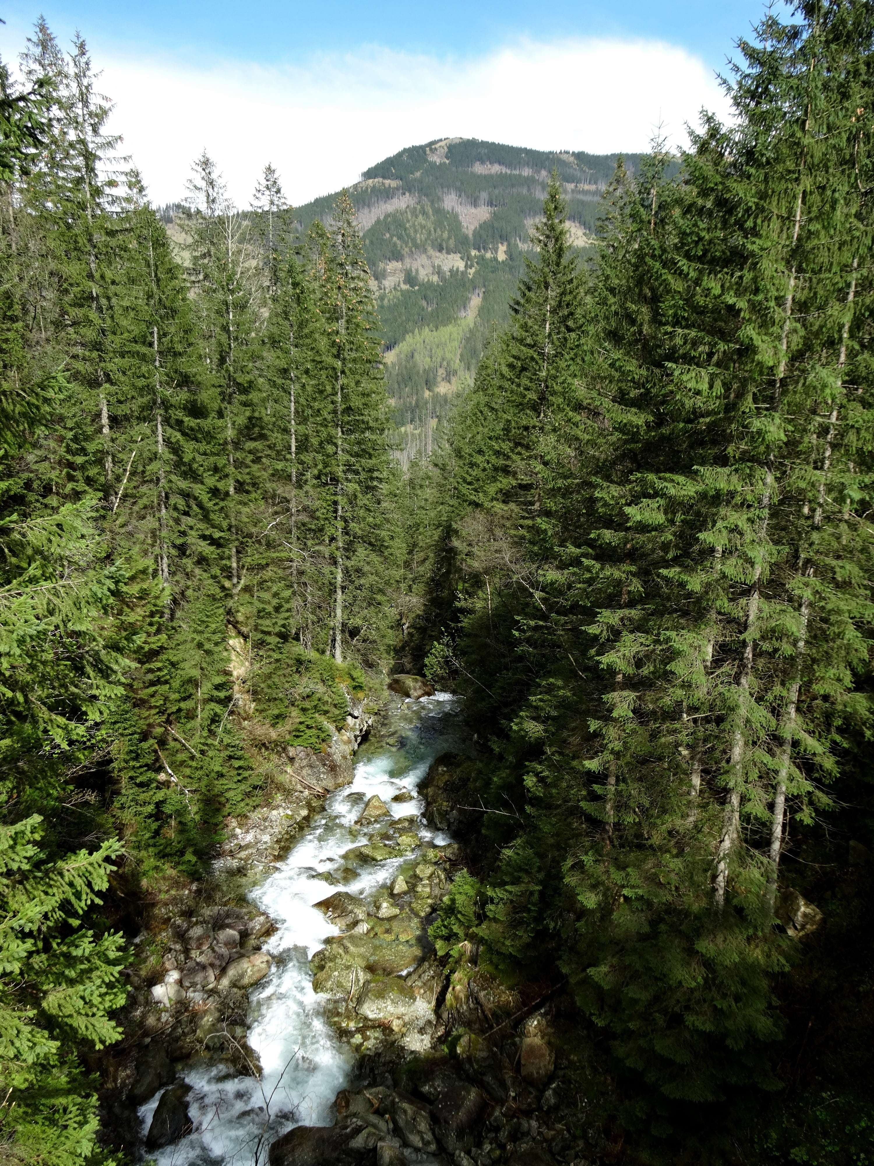 land, tatry, forest, flowing water, plant, non-urban scene, sky, growth, mountains, landscape, the national park, torrent mountain, hiking trails, pine tree, Phone HD Wallpaper