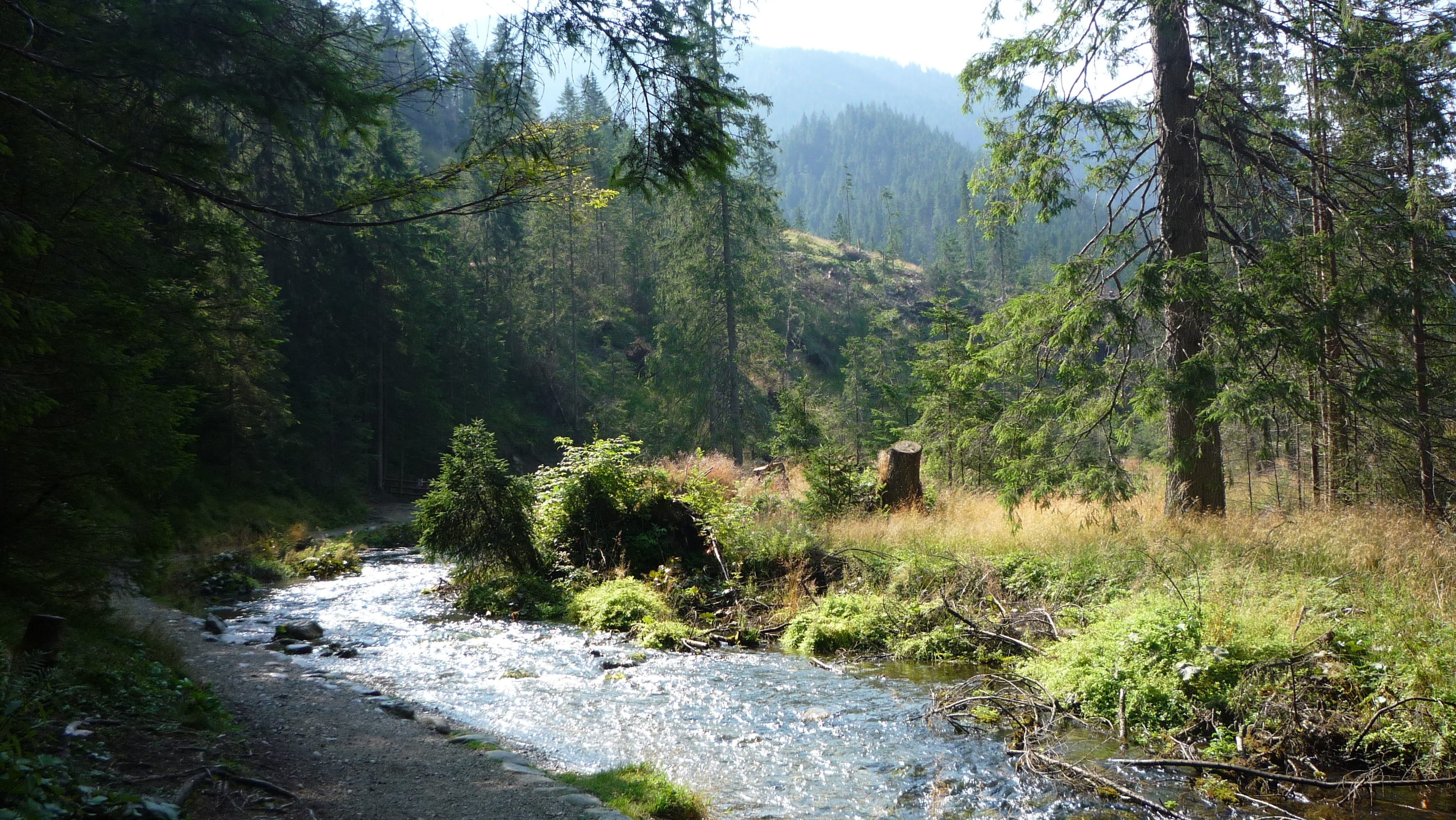 stream - flowing water, tourism, tatry, tree, day, mountain, woodland, green color, flowing water, land, beauty in nature, scenics - nature, plant, panorama, HD Wallpaper