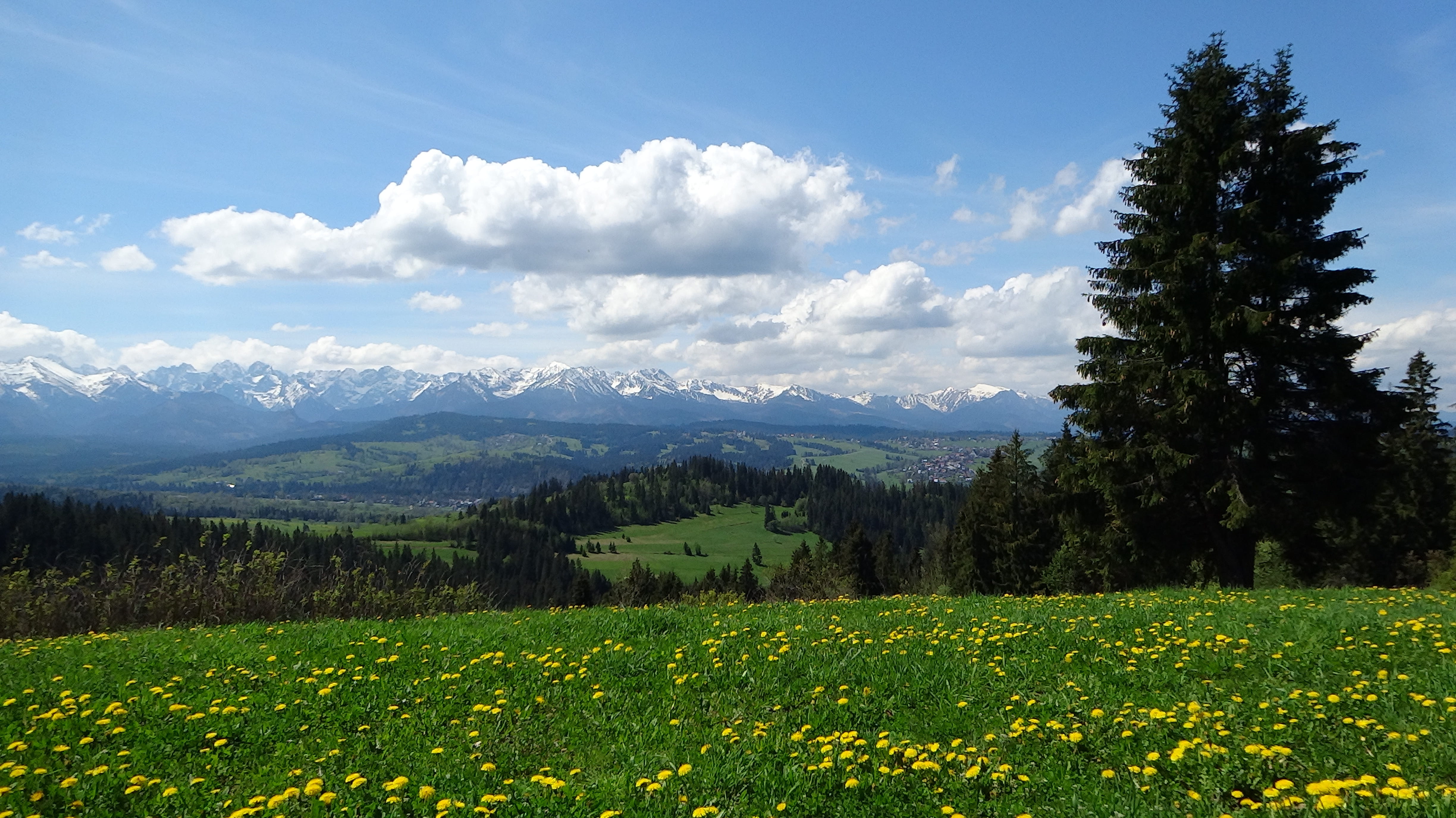 flower, growth, tranquility, grass, outdoors, nature, landscape, environment, mountain range, top view, poland, tatry, 4K, the national park, mountain, HD Wallpaper