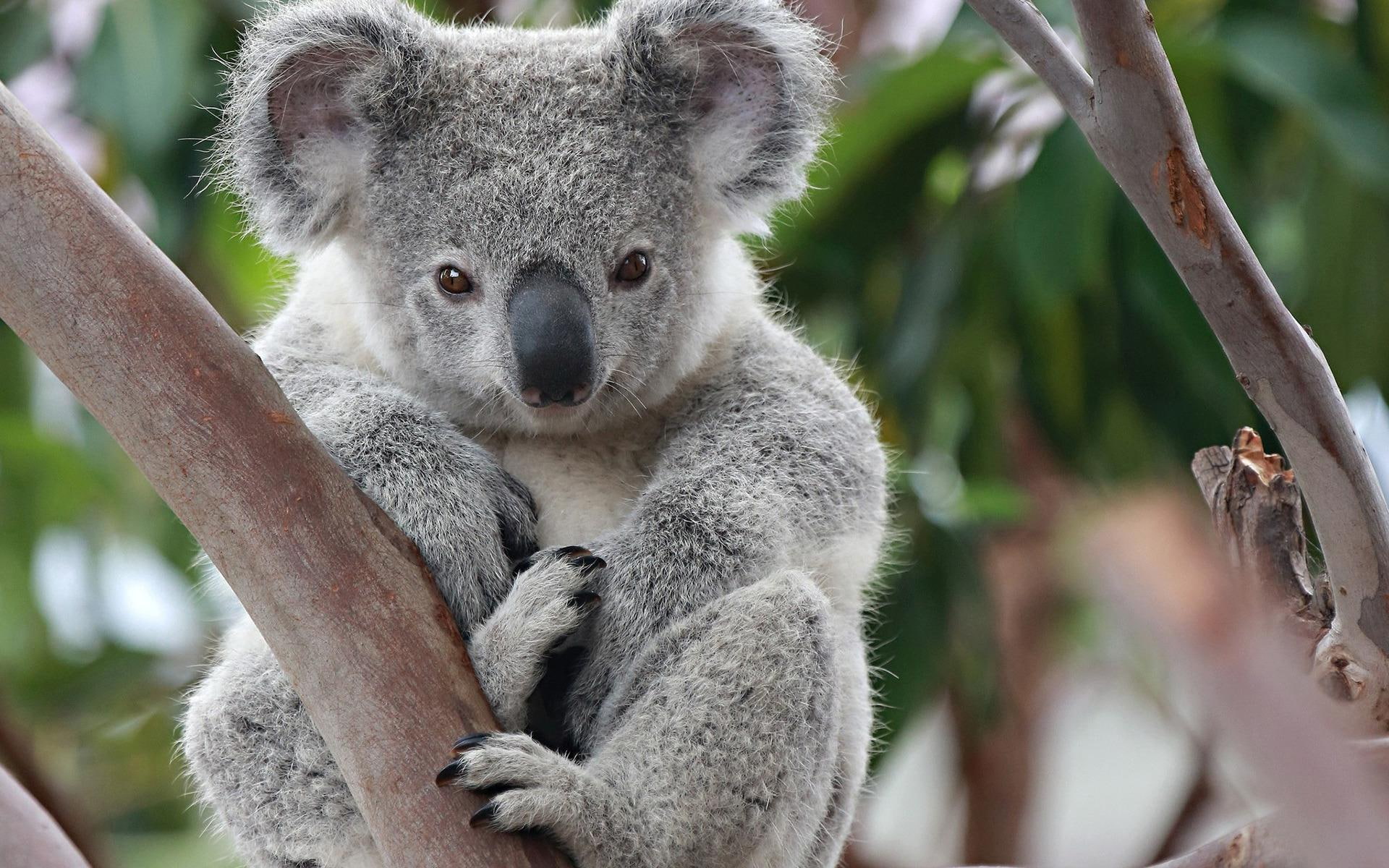 animals, koala, bear, 1080P, 1920x1200, HD Wallpaper