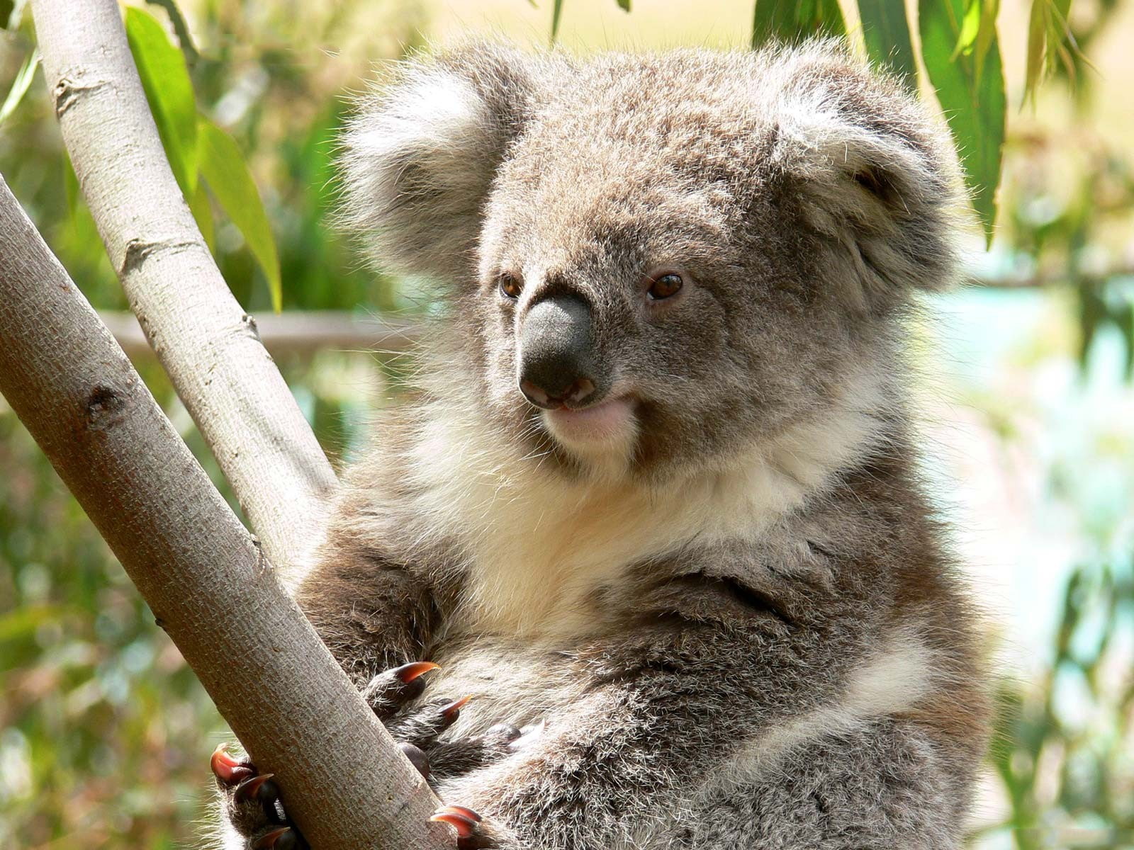 koala, focus on foreground, one animal, plant, animal hair, portrait, outdoors, koalas, animal wildlife, mammal, branch, 720P, cute, animal themes, nature, HD Wallpaper